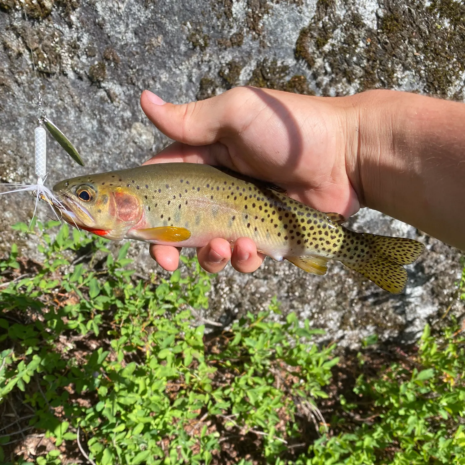 Cutthroat trout caught on Fishbrain