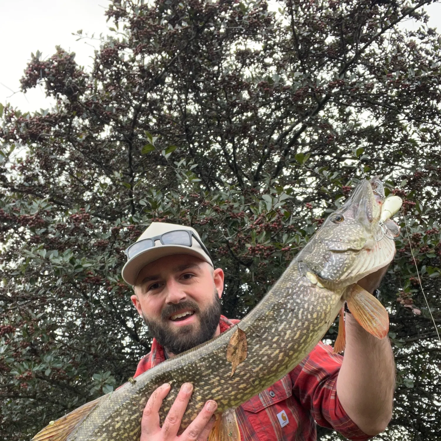 Northern pike caught on Fishbrain