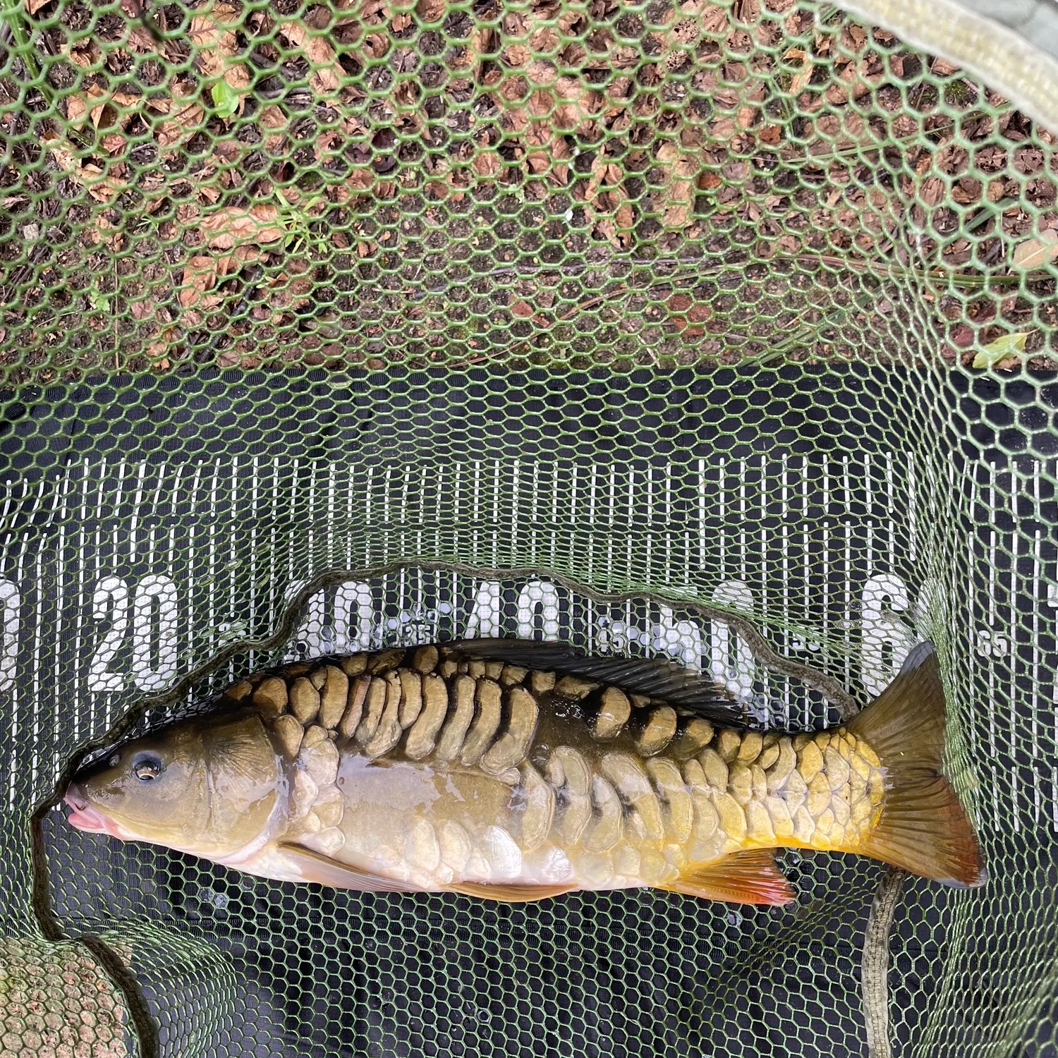 Mirror carp caught on Fishbrain