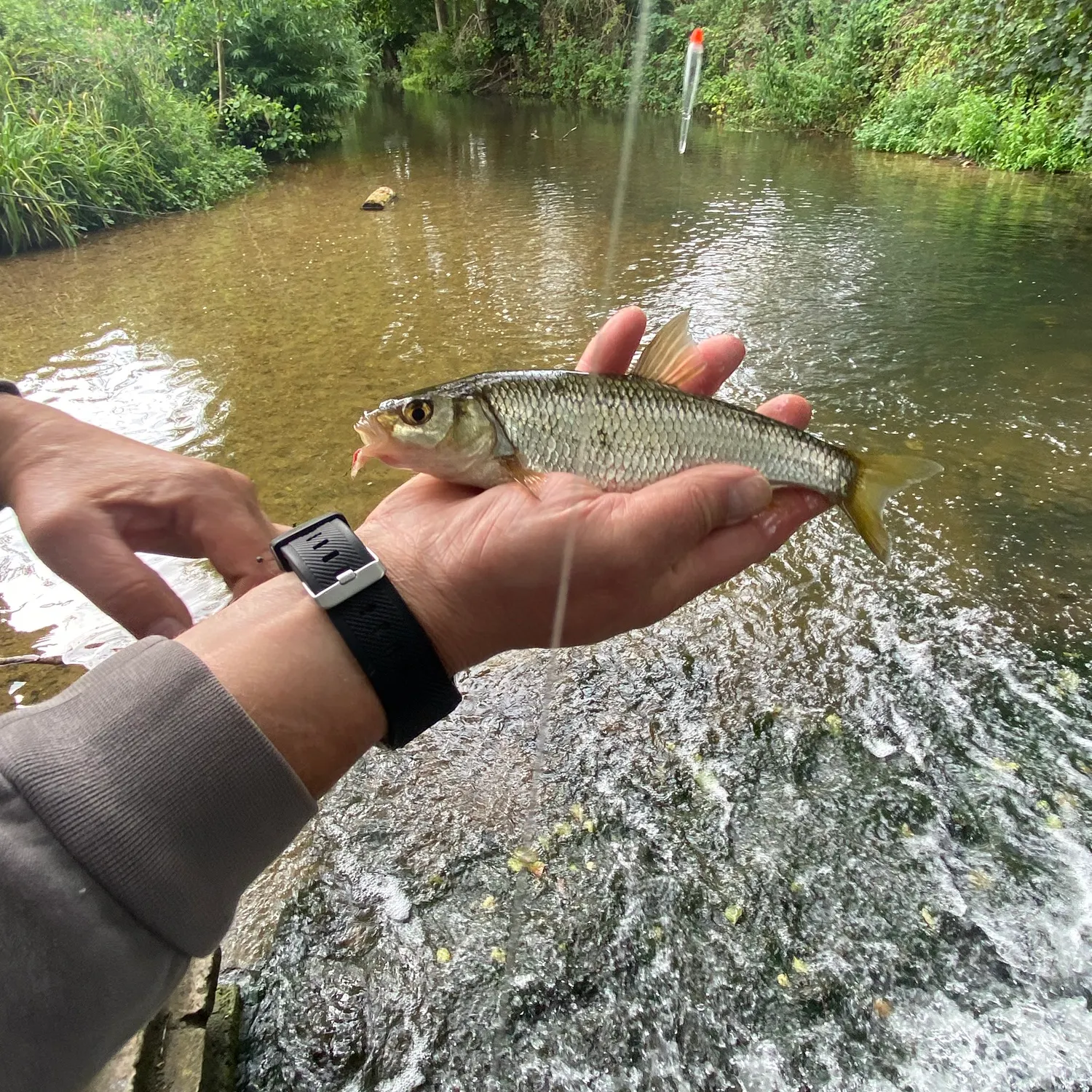 The most recent Common dace catches on Fishbrain