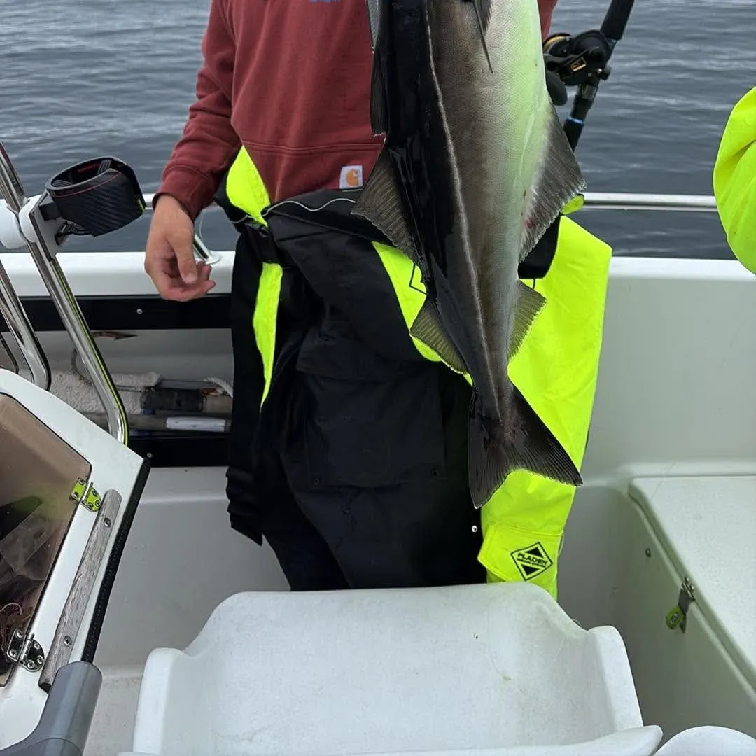 Atlantic pollock caught on Fishbrain