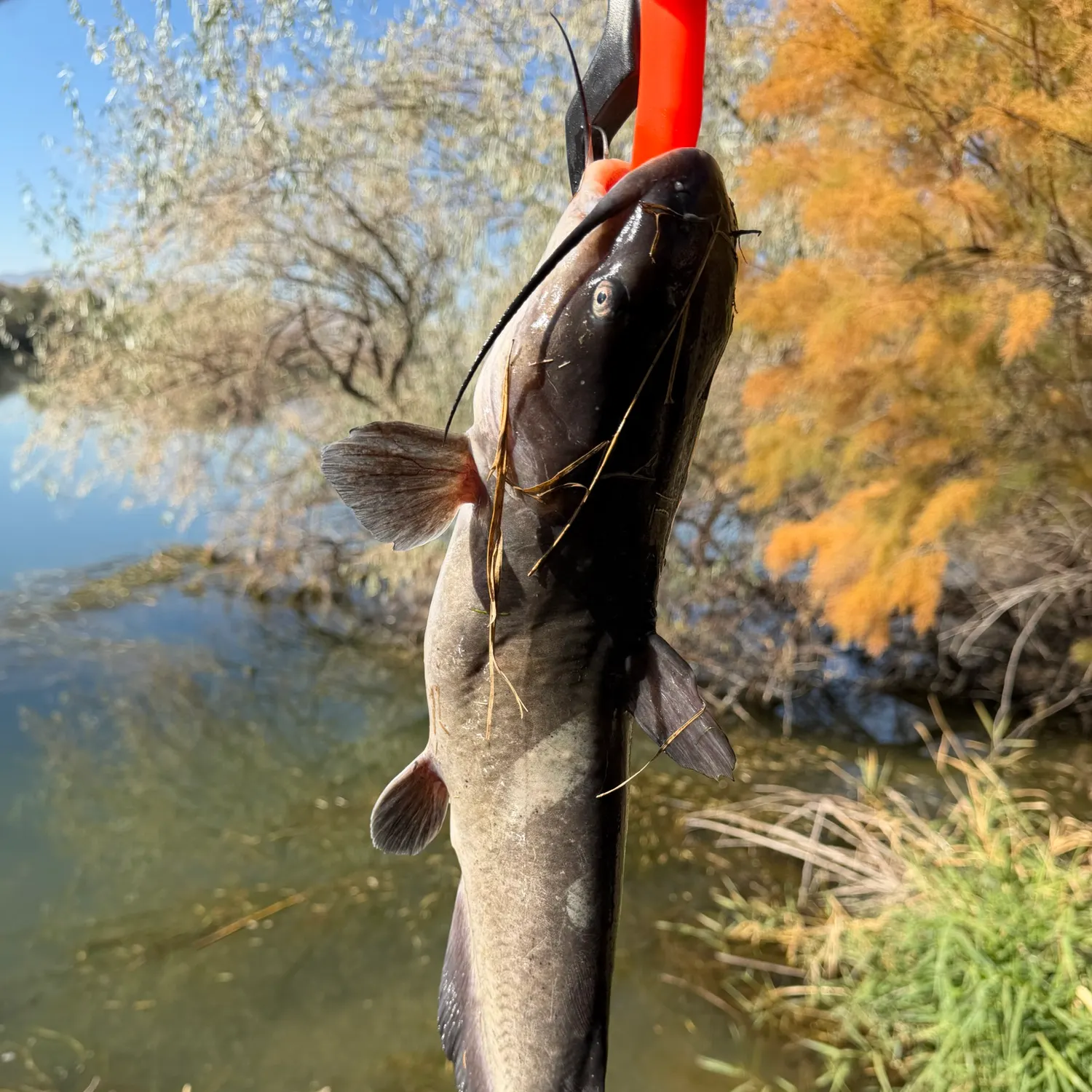 Channel catfish caught on Fishbrain