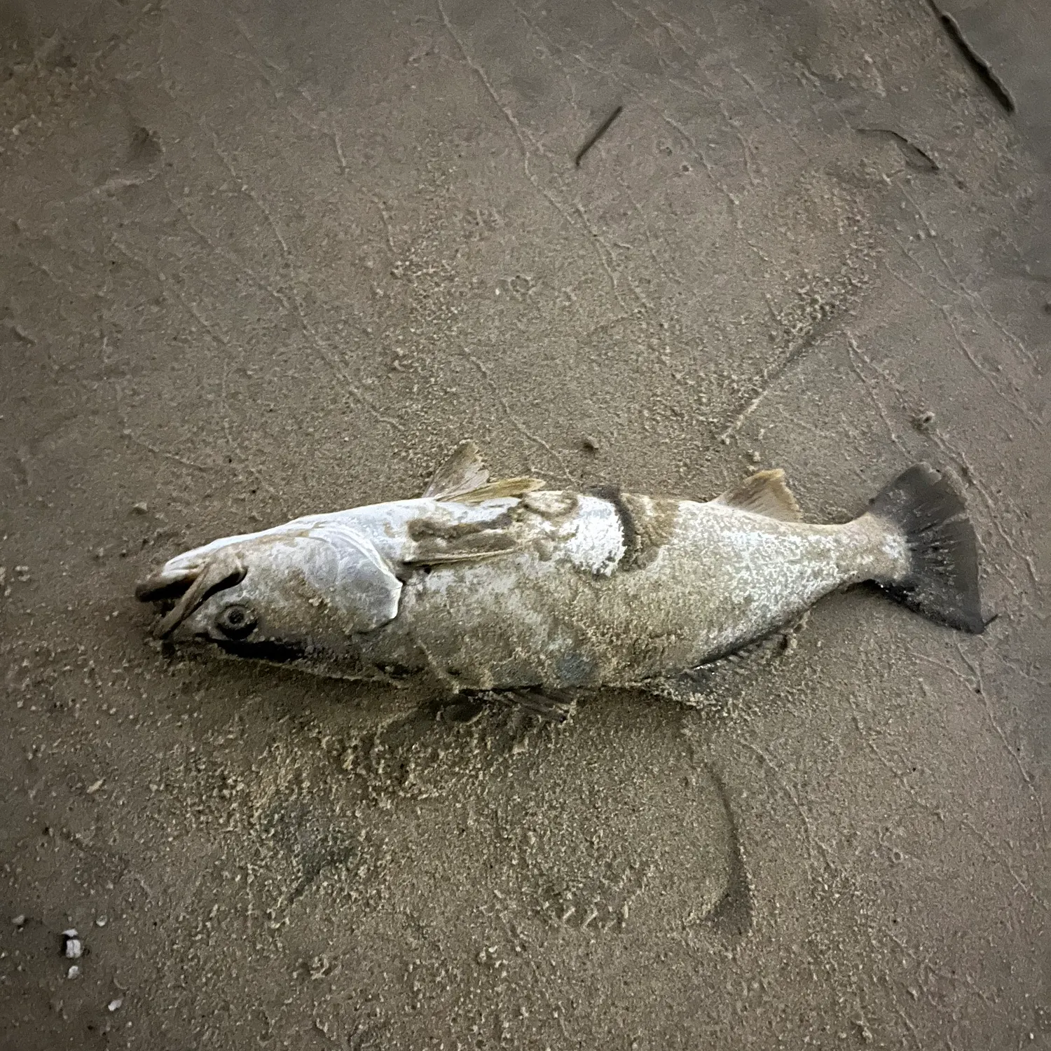 The most recent Stolzmann's weakfish catches on Fishbrain