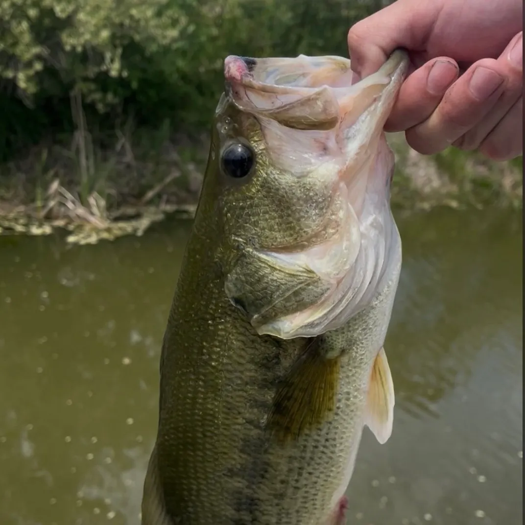 Largemouth bass caught on Fishbrain
