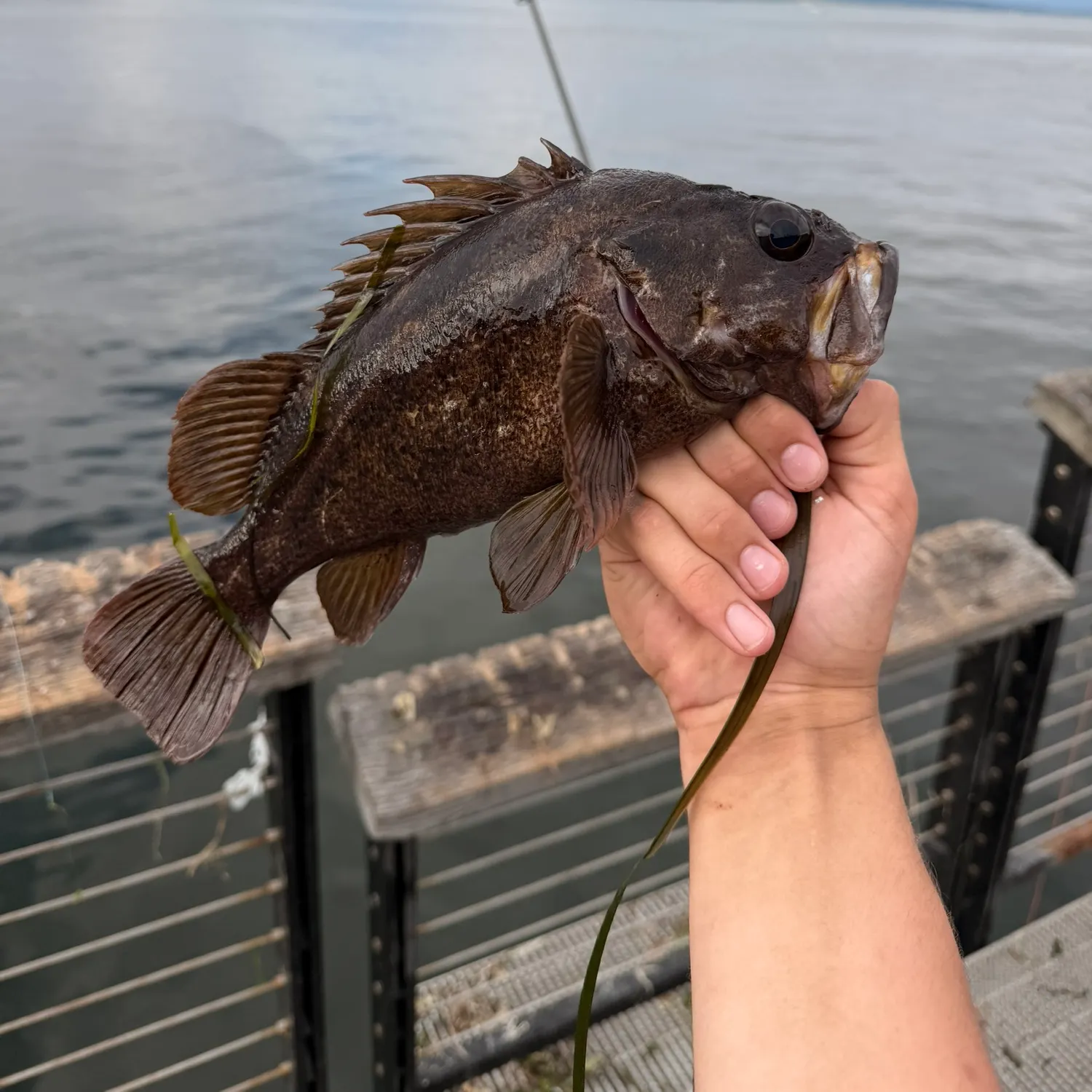 Copper rockfish caught on Fishbrain