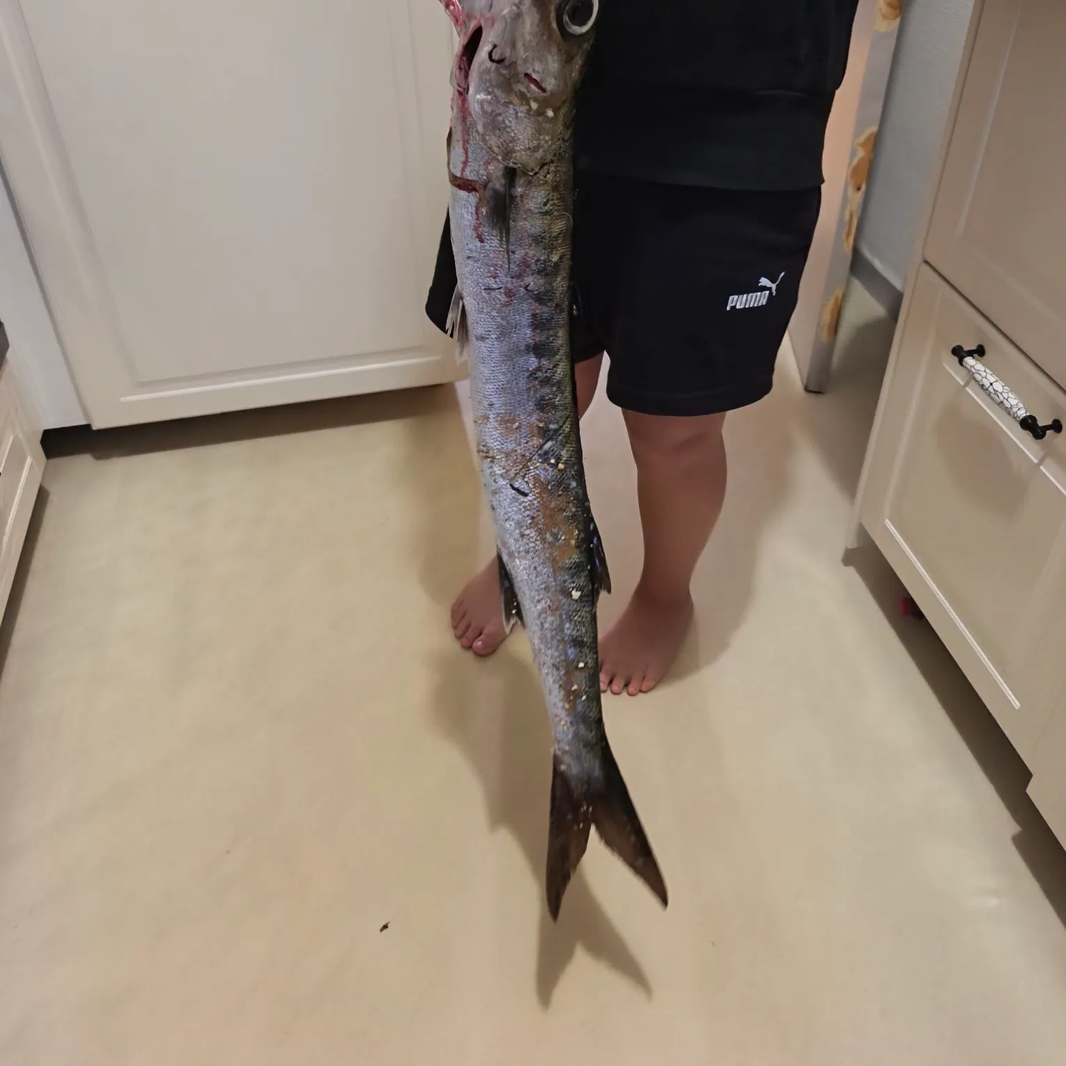 Pickhandle barracuda caught on Fishbrain