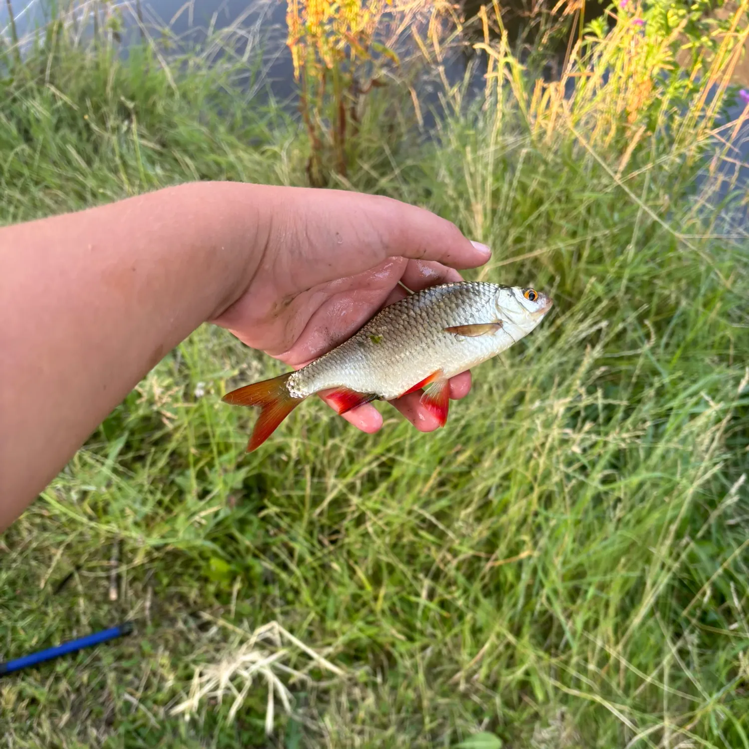 The most recent Common rudd catches on Fishbrain