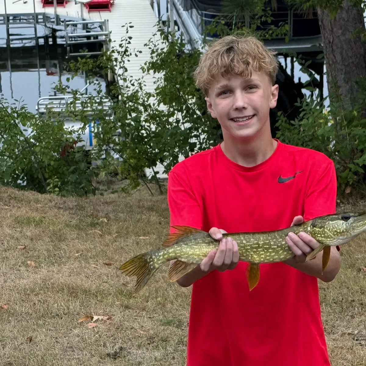 Northern pike caught on Fishbrain