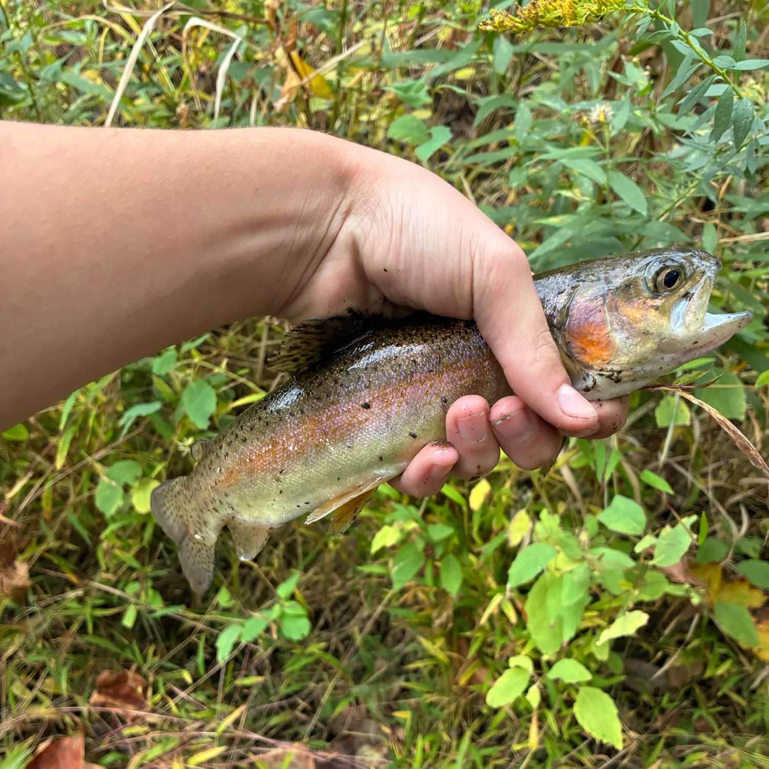 Rainbow trout caught on Fishbrain