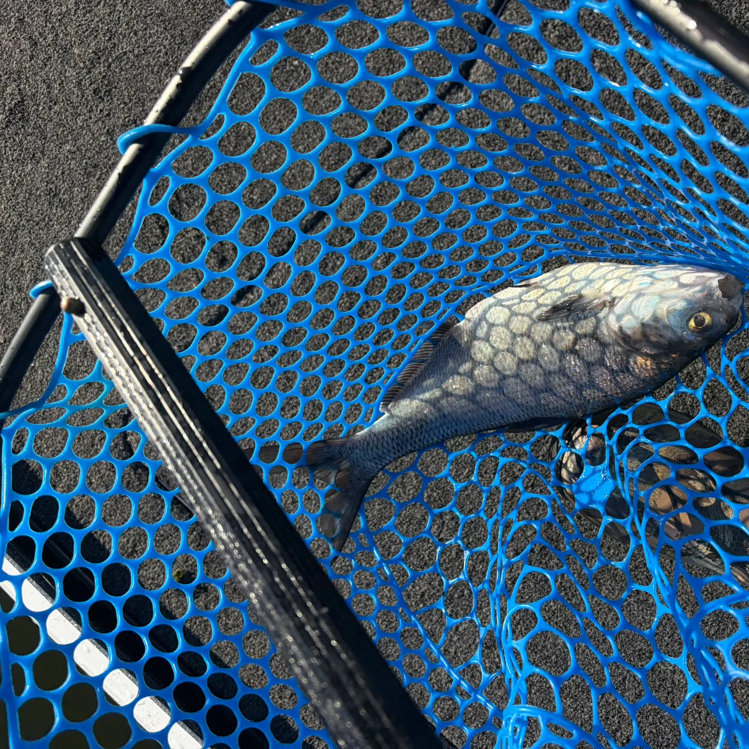 American gizzard shad caught on Fishbrain