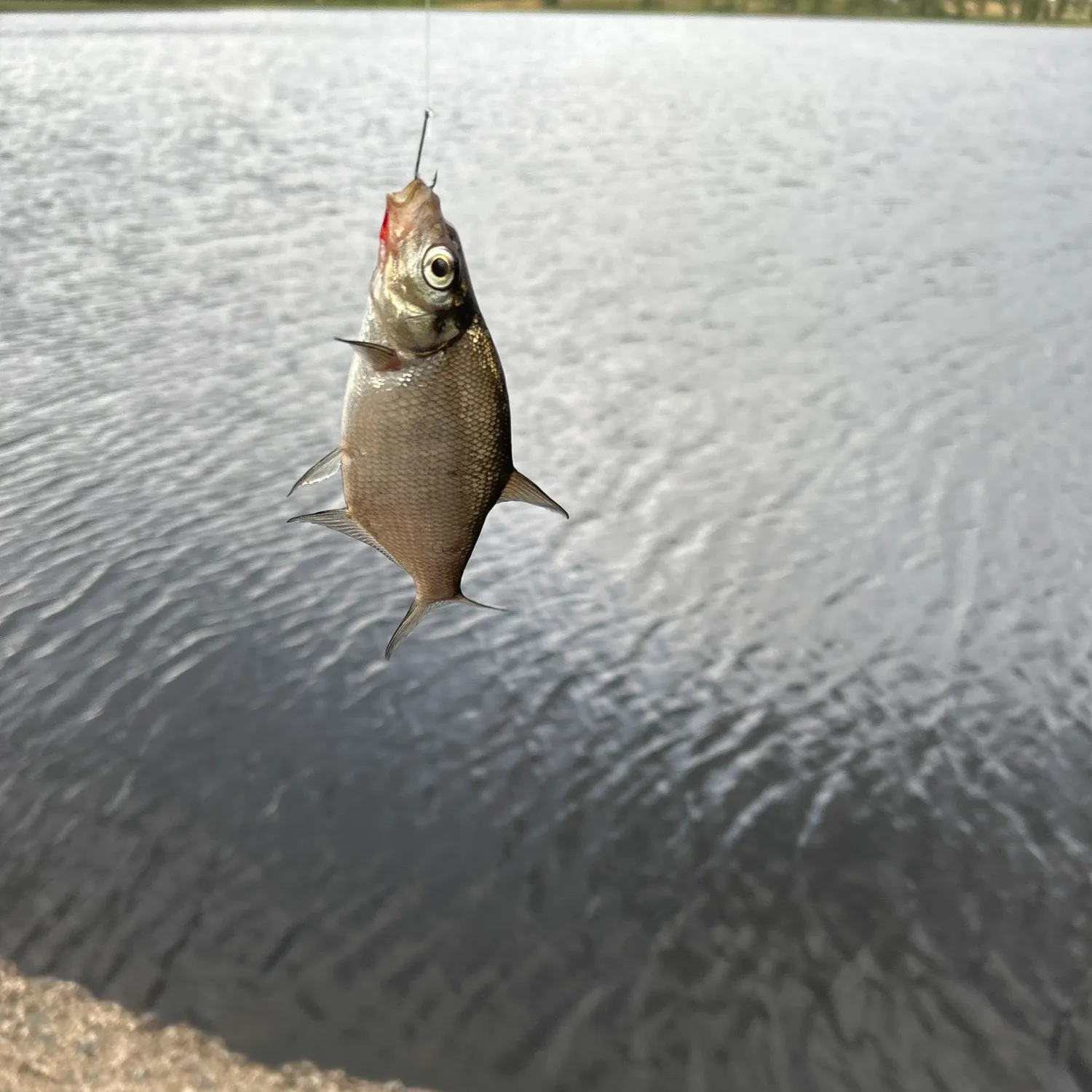 Common bream caught on Fishbrain