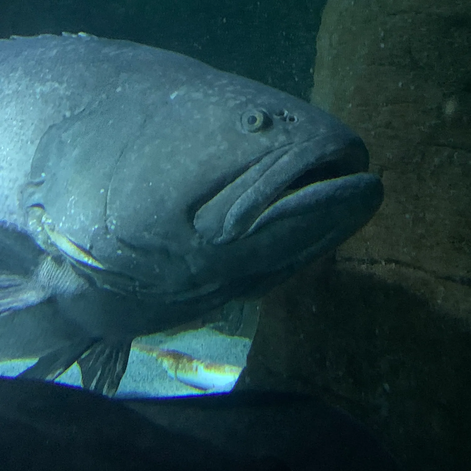The most recent Giant grouper catches on Fishbrain
