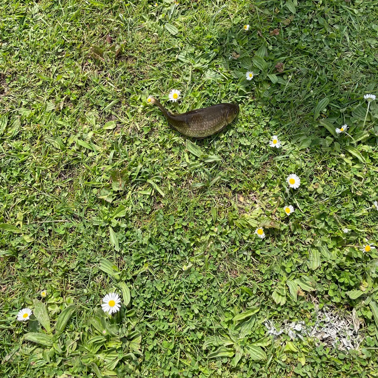 Fish caught on Fishbrain