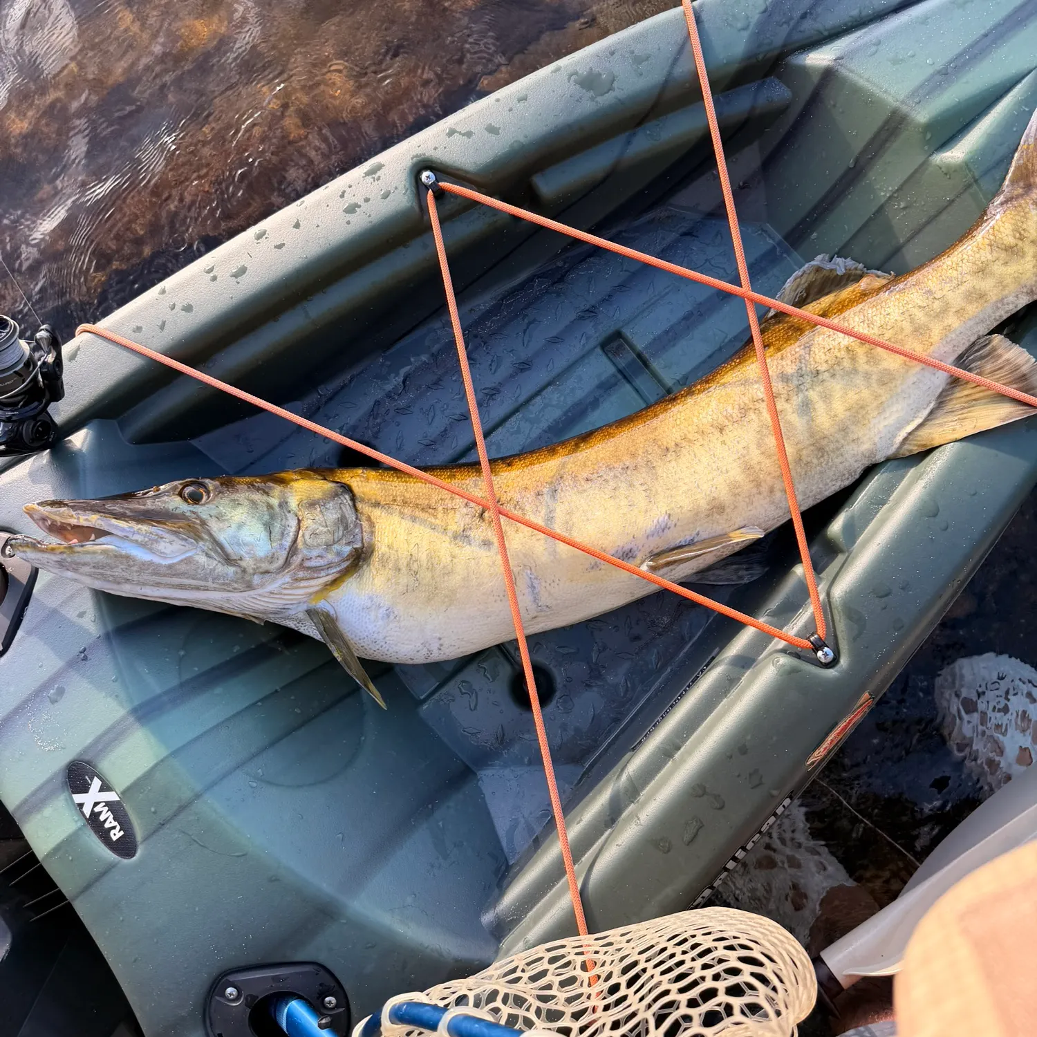 The most recent Muskellunge catches on Fishbrain