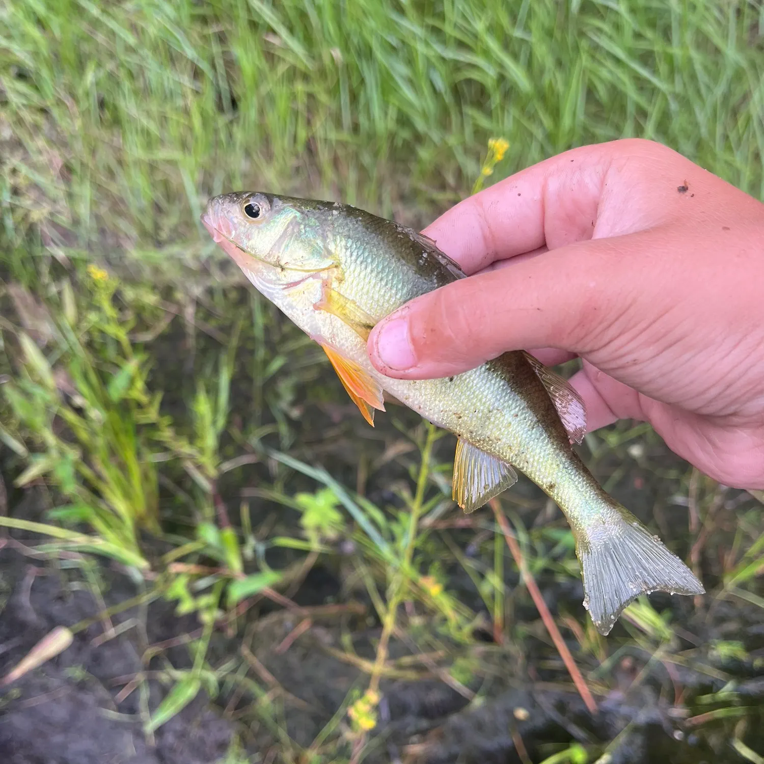 Yellow perch caught on Fishbrain