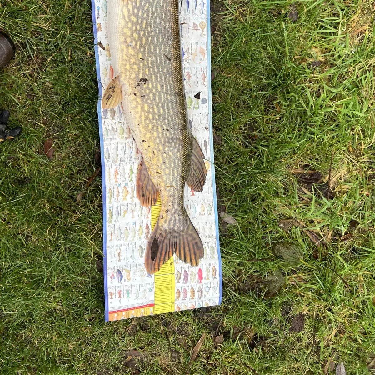 Northern pike caught on Fishbrain