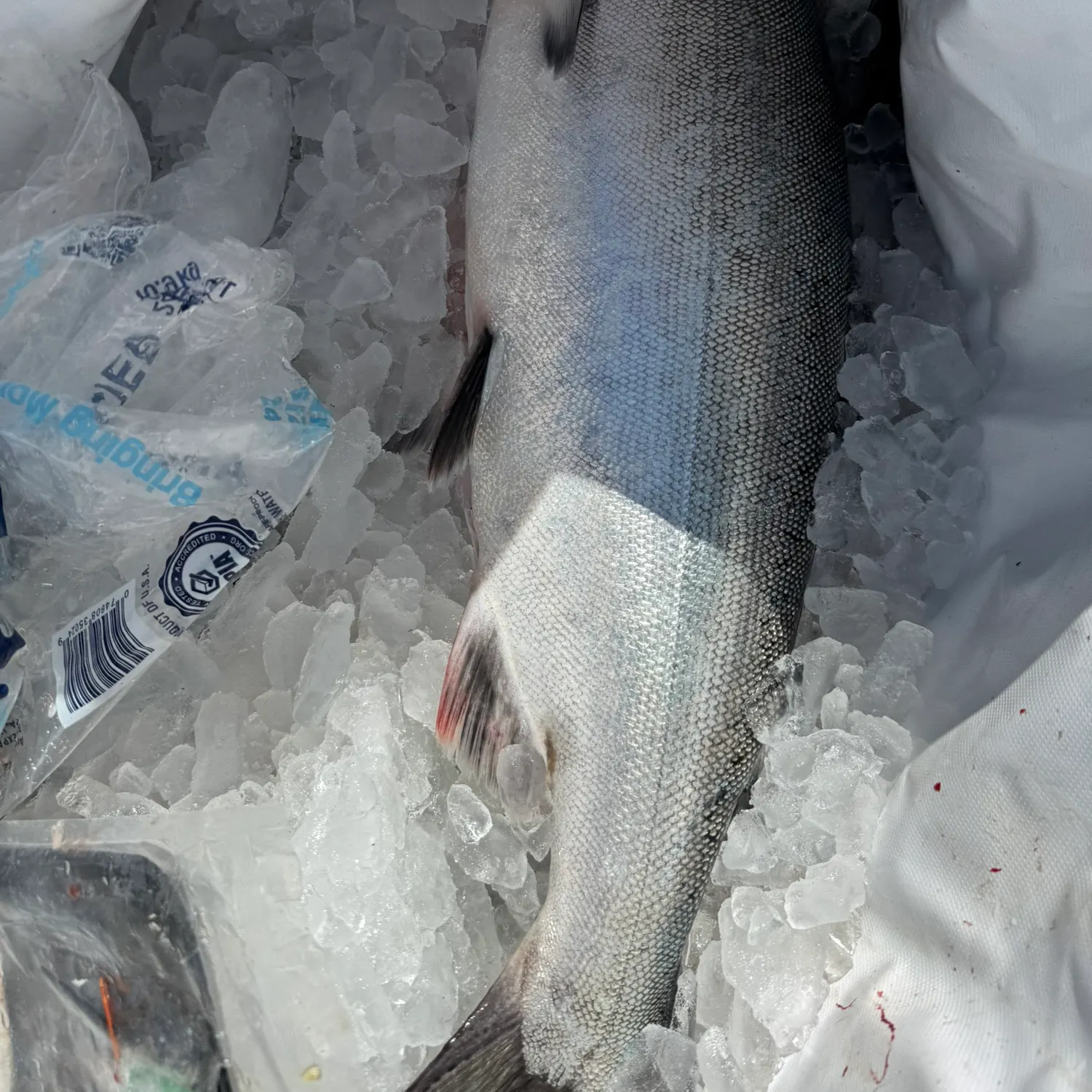 Chinook salmon caught on Fishbrain
