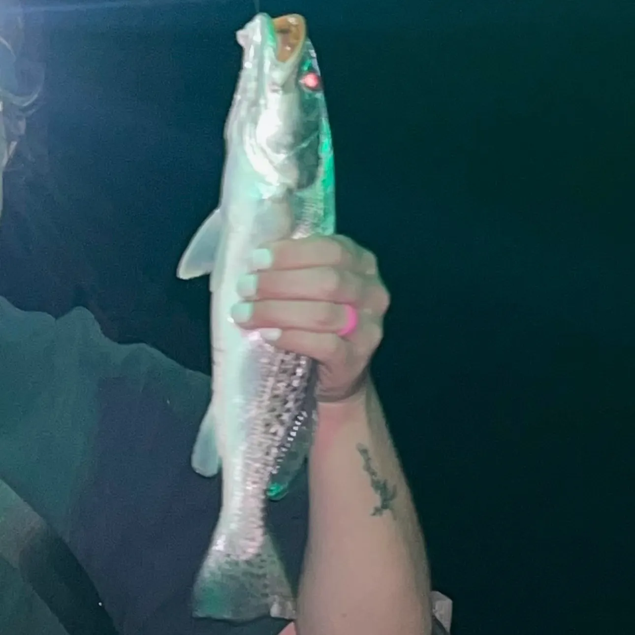 The most recent Silver seatrout catches on Fishbrain