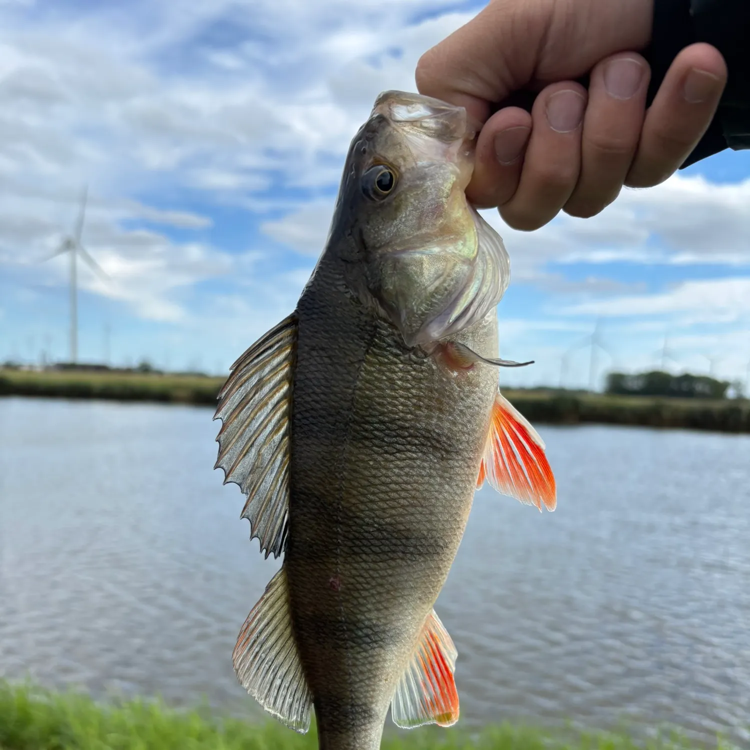 European perch caught on Fishbrain
