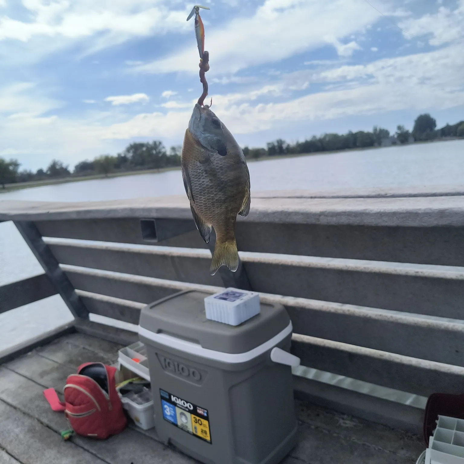 Bluegill caught on Fishbrain