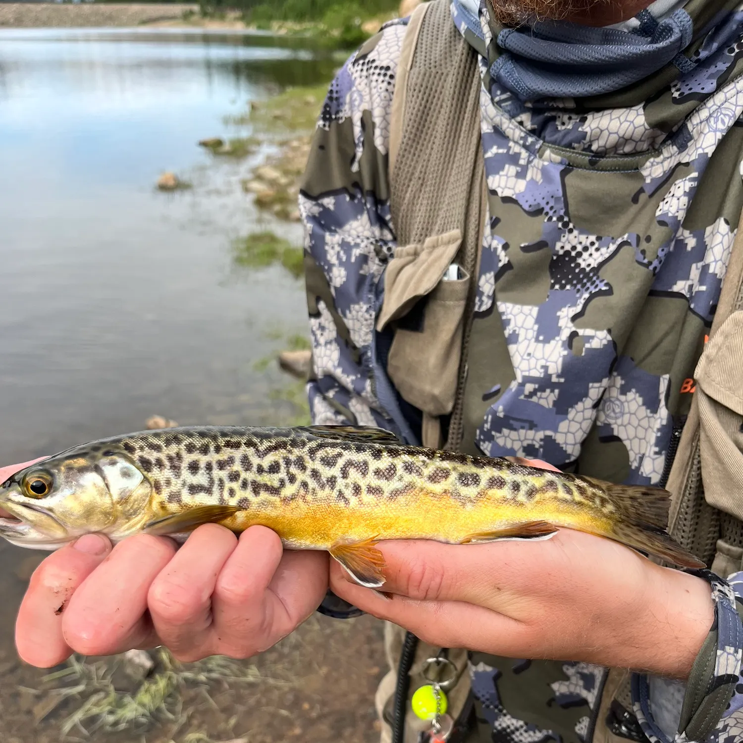 The most recent Tiger trout catches on Fishbrain