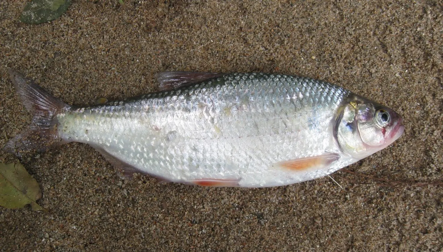 Sabaleta