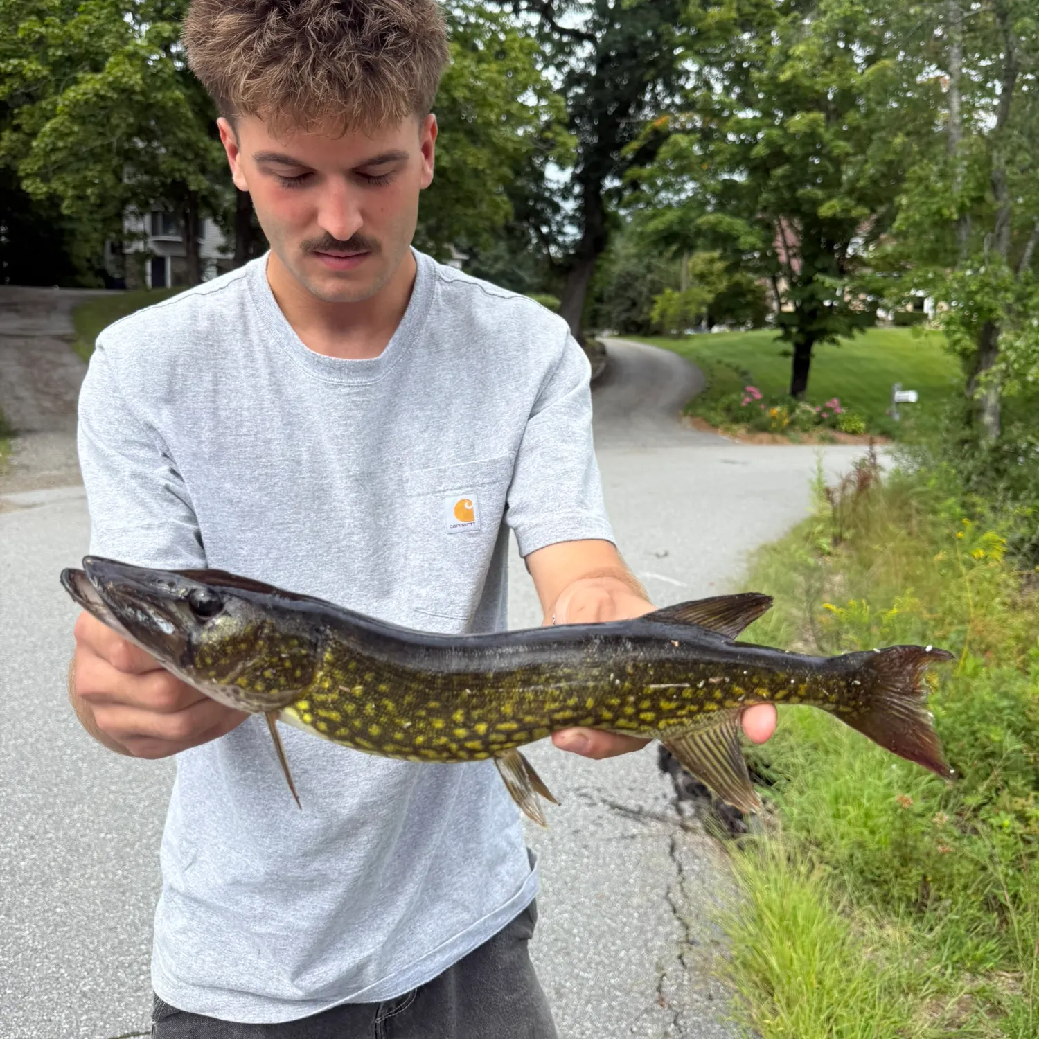 Chain pickerel caught on Fishbrain