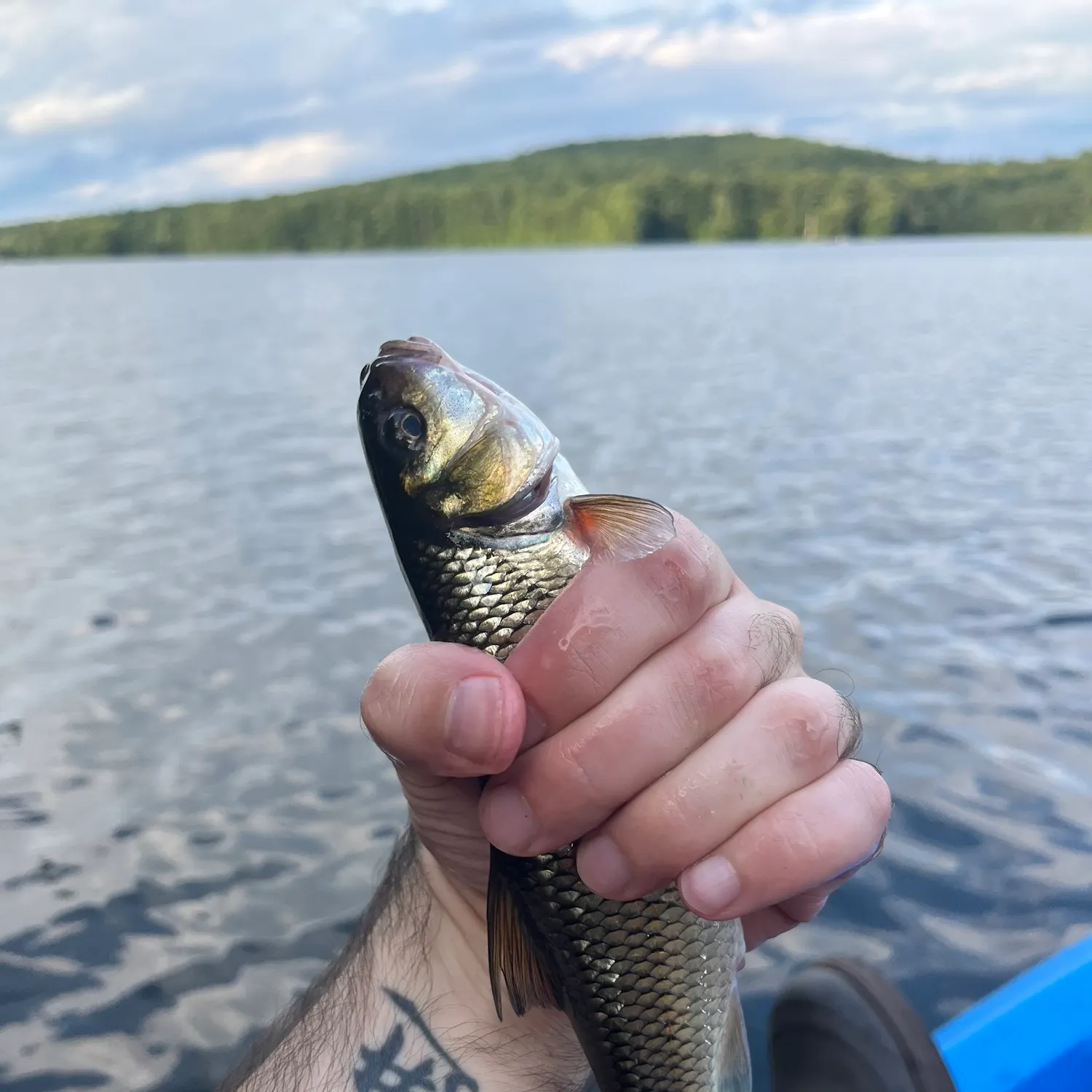 Fallfish caught on Fishbrain