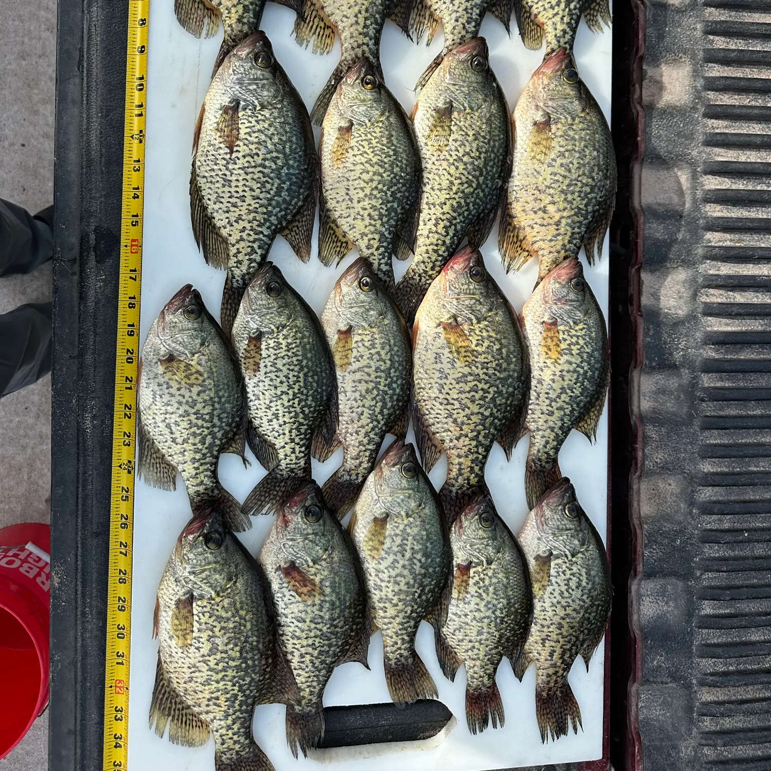 Black crappie caught on Fishbrain