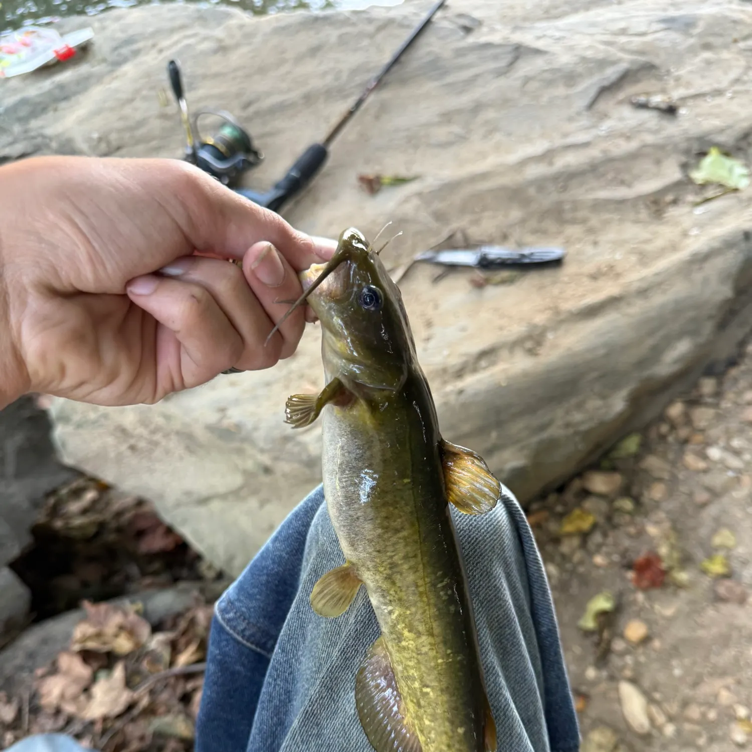 The most recent Snail bullhead catches on Fishbrain