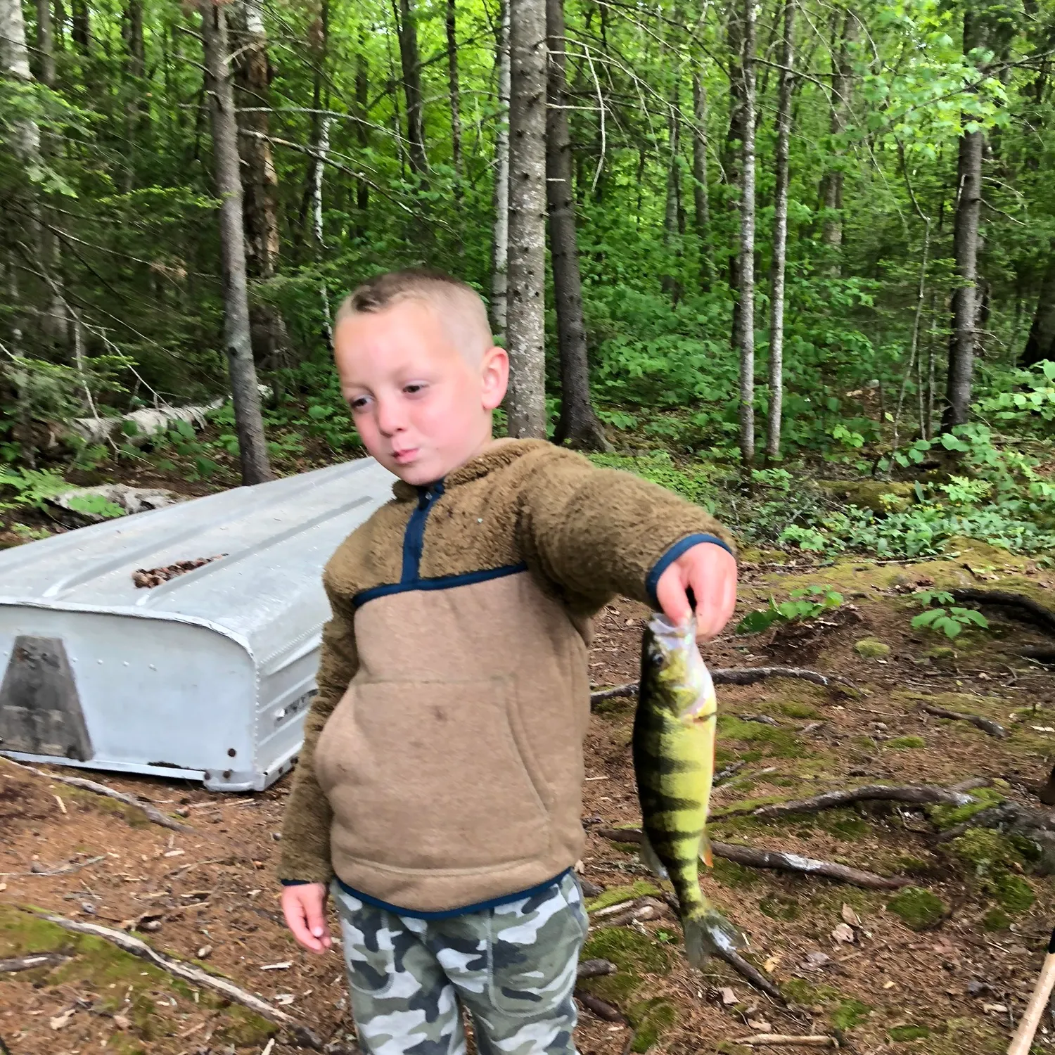 Yellow perch caught on Fishbrain