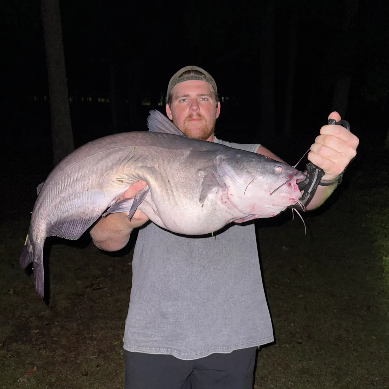 Blue catfish caught on Fishbrain