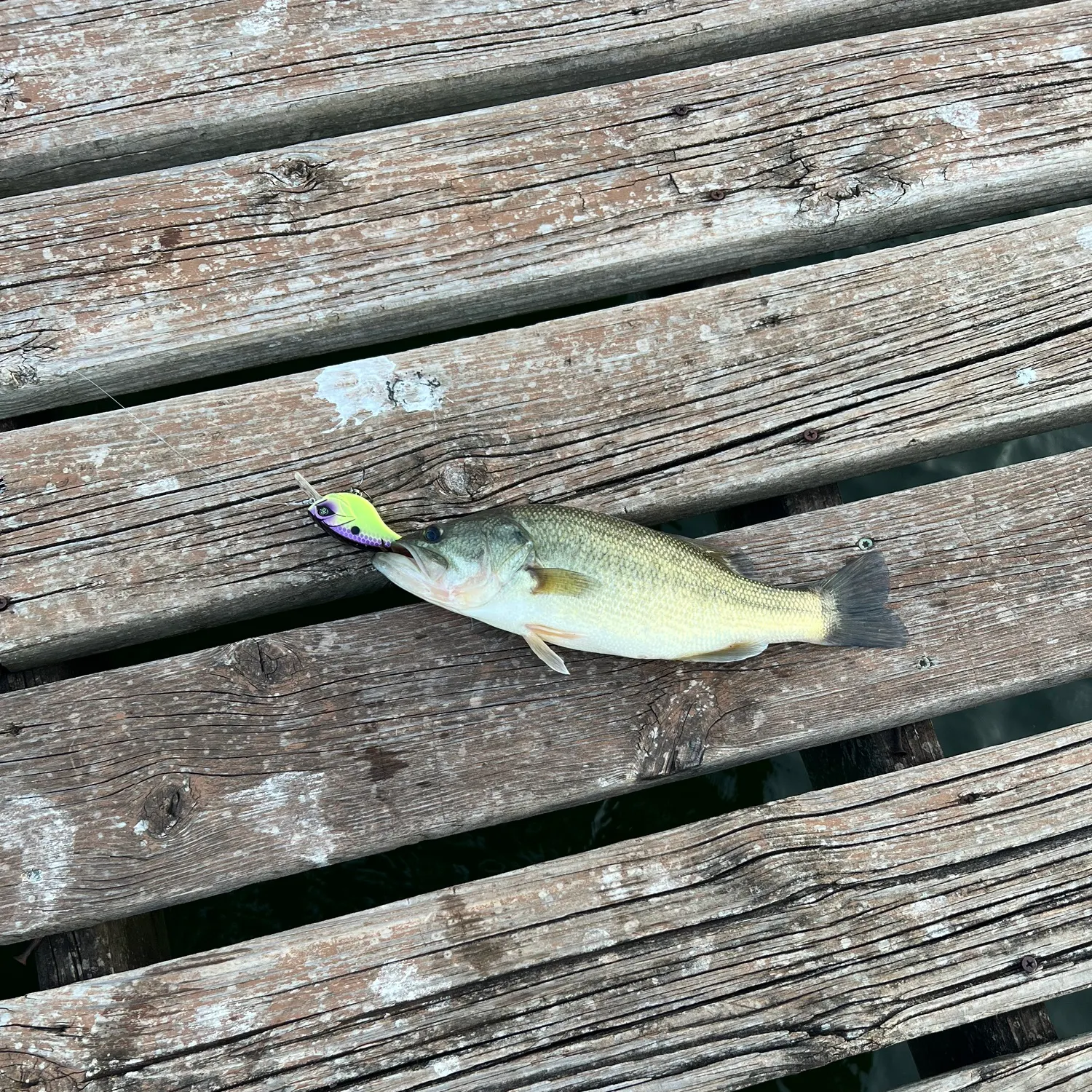 Largemouth bass caught on Fishbrain