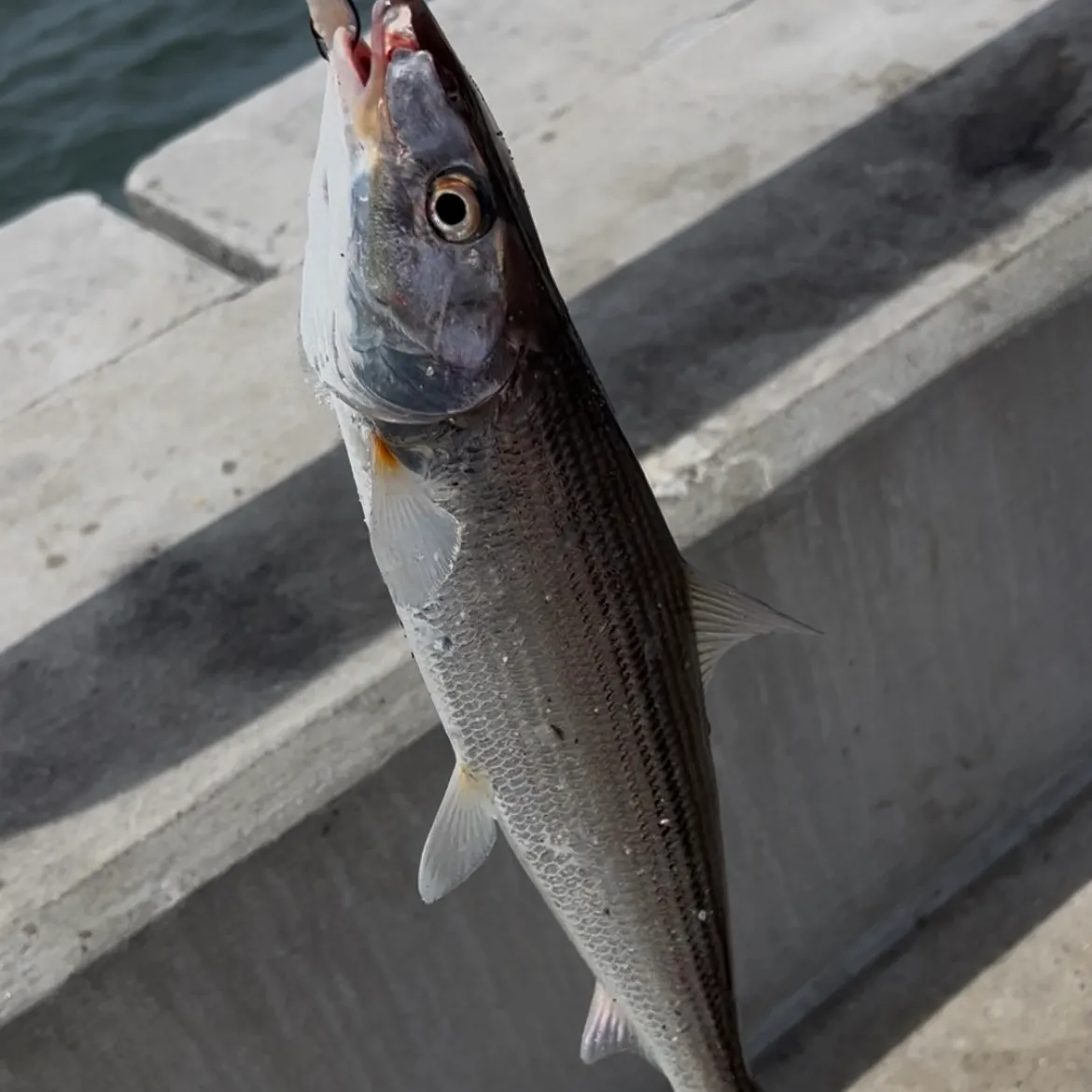 The most recent West Atlantic bonefish catches on Fishbrain