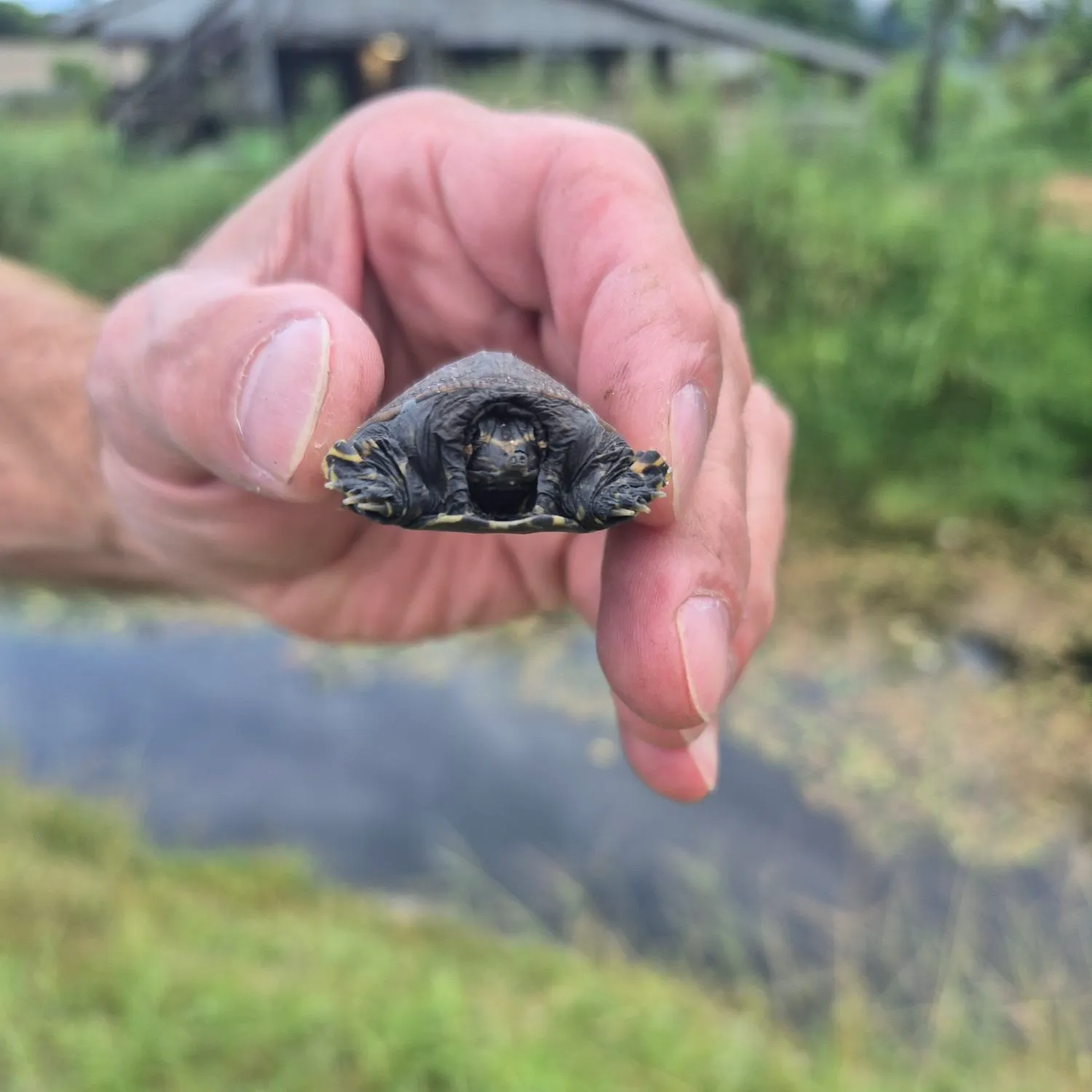 The most recent Florida softshell turtle catches on Fishbrain