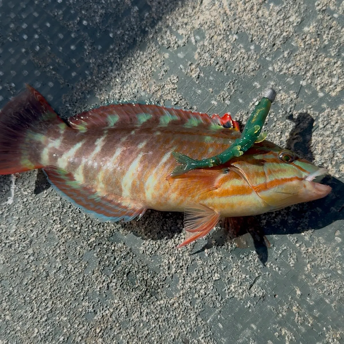 Rock wrasse caught on Fishbrain