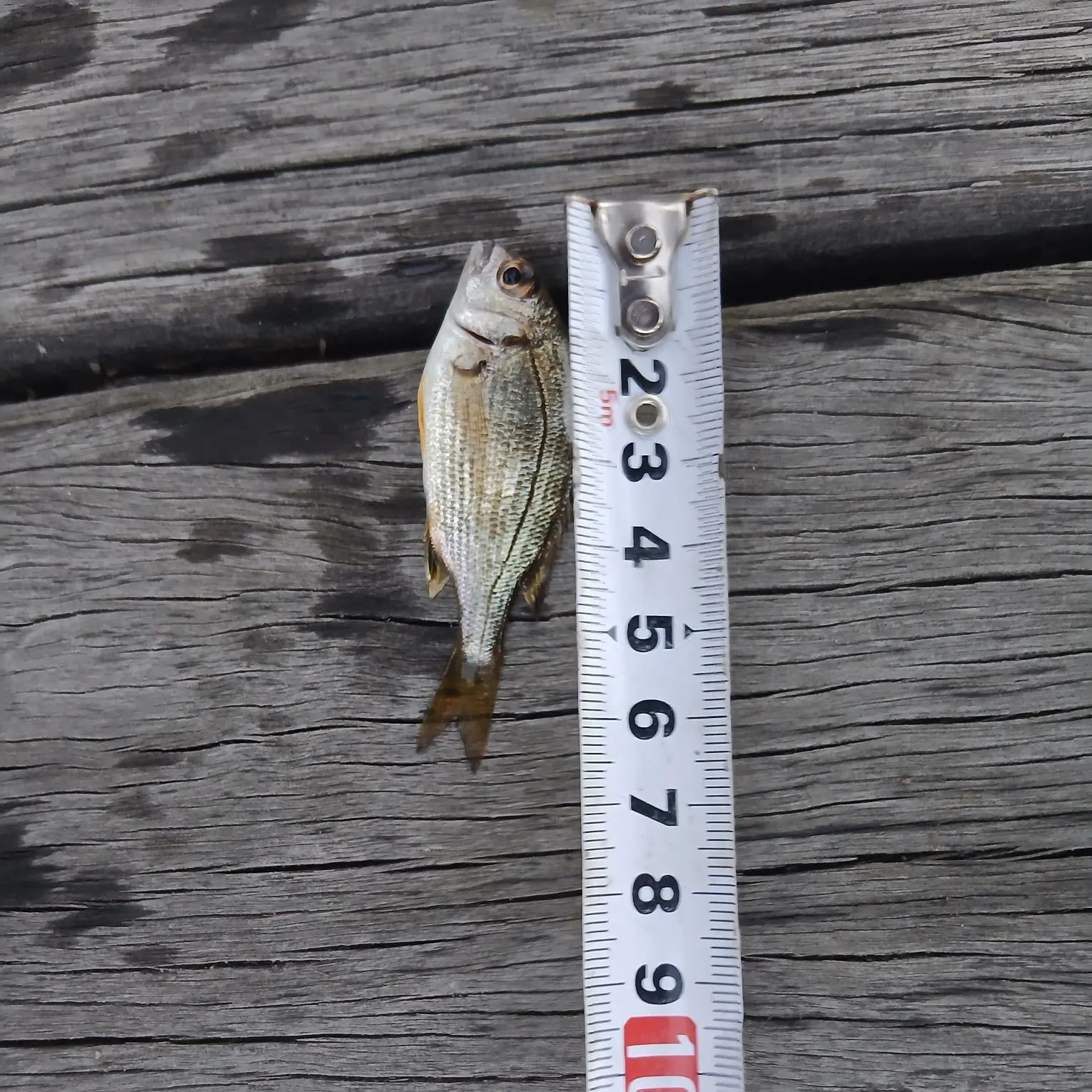 Surf bream caught on Fishbrain