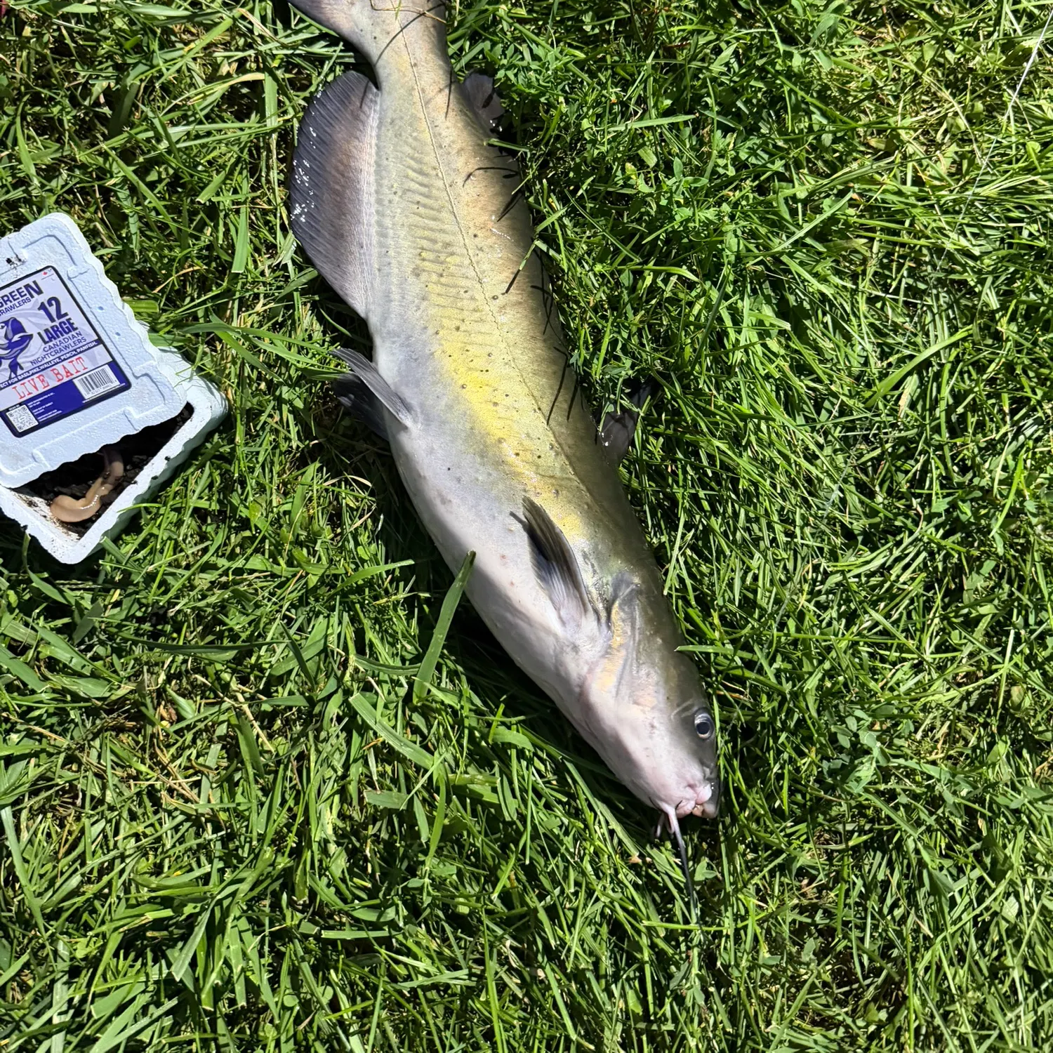 Channel catfish caught on Fishbrain