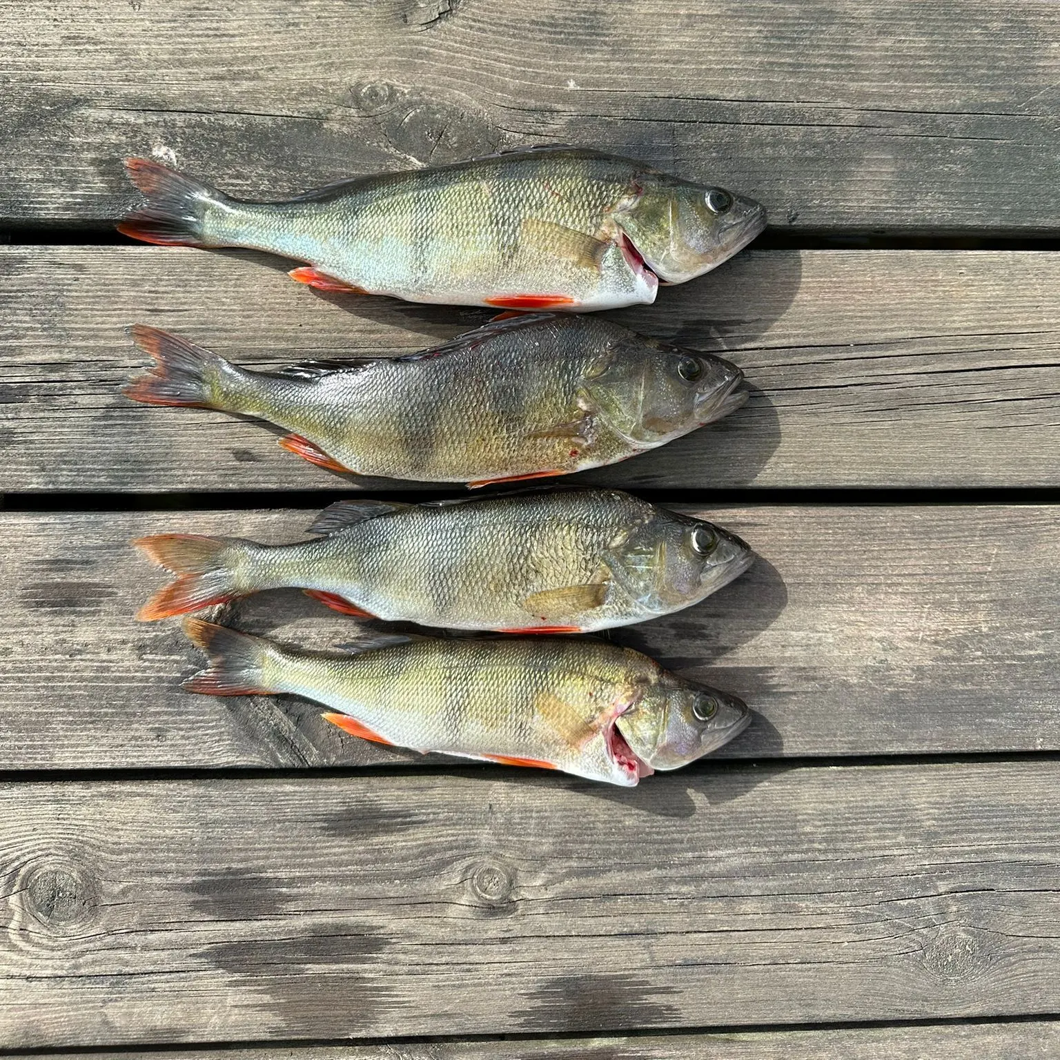 recently logged catches
