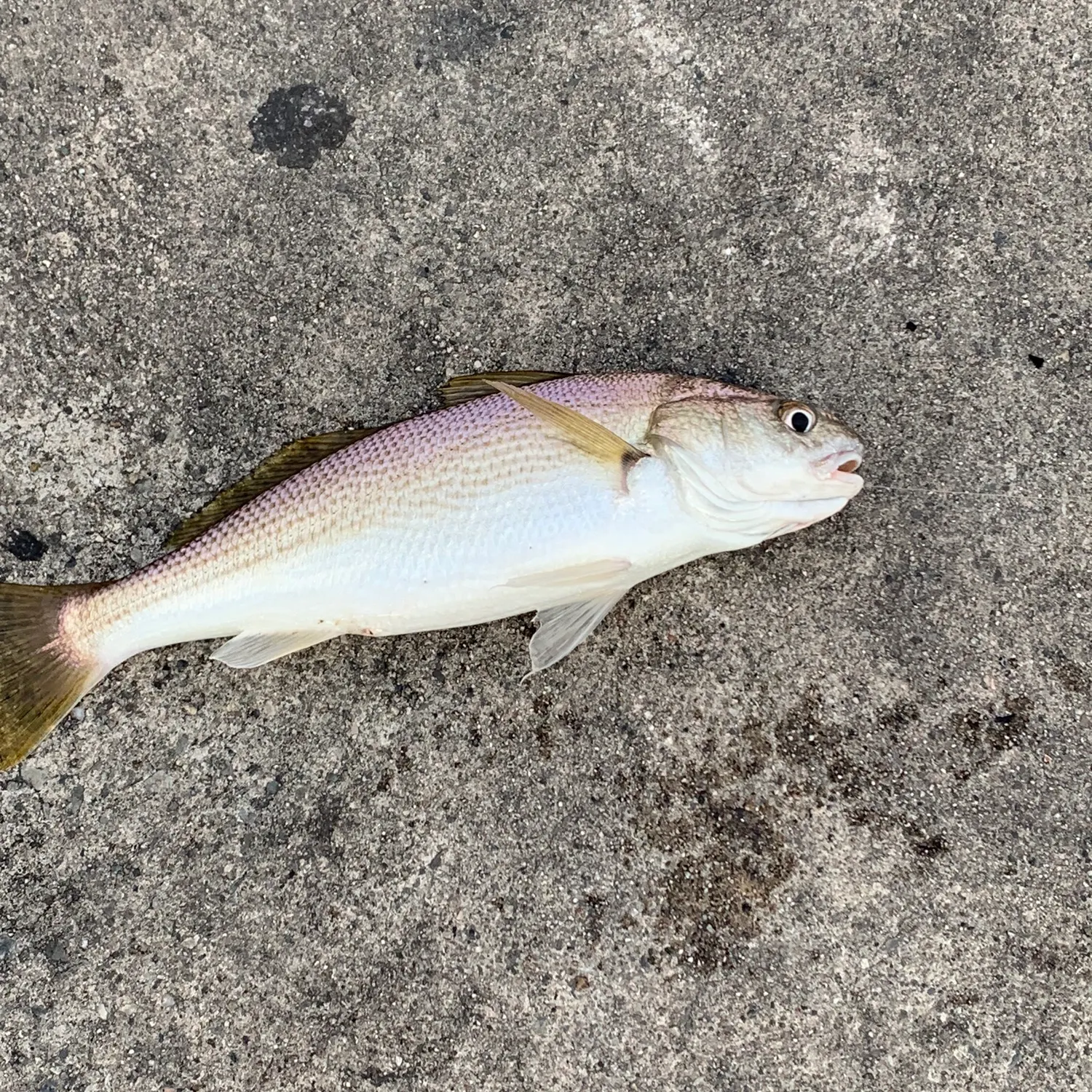 The most recent Spotfin croaker catches on Fishbrain