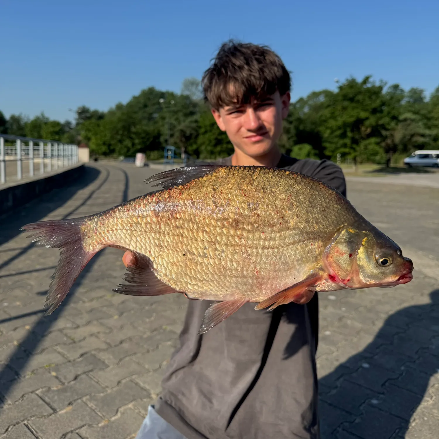 Common bream caught on Fishbrain