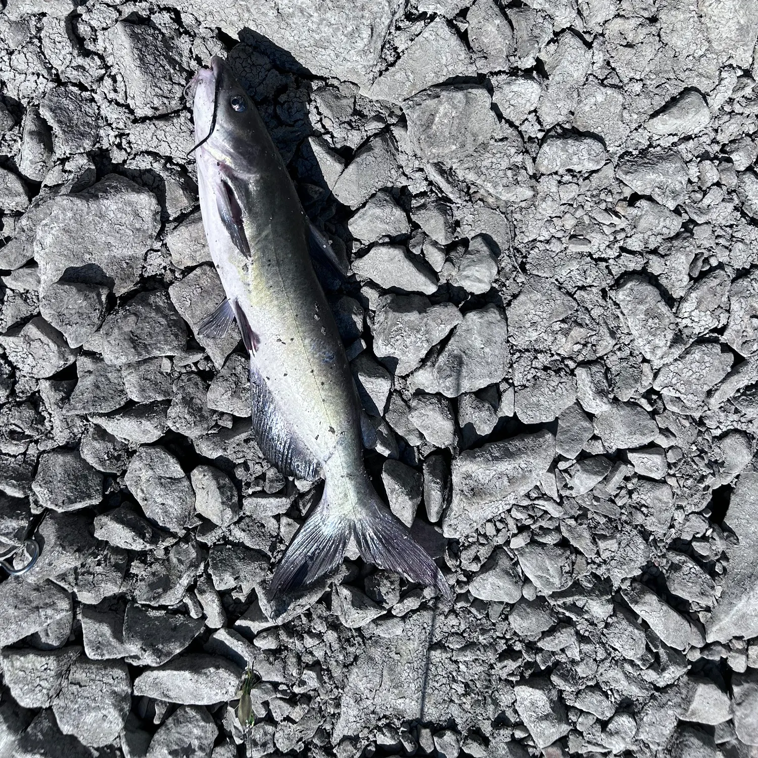 Channel catfish caught on Fishbrain