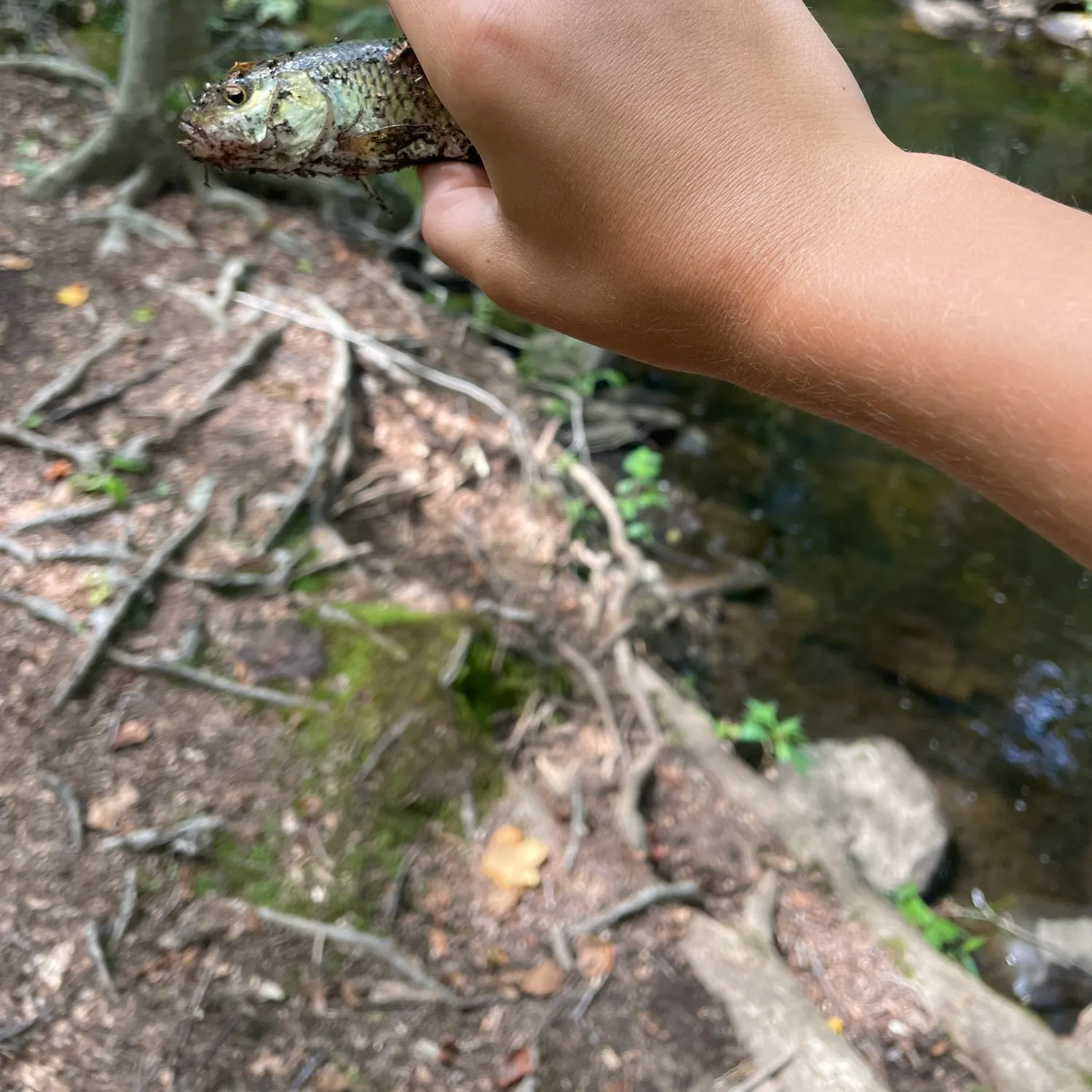 Fallfish caught on Fishbrain