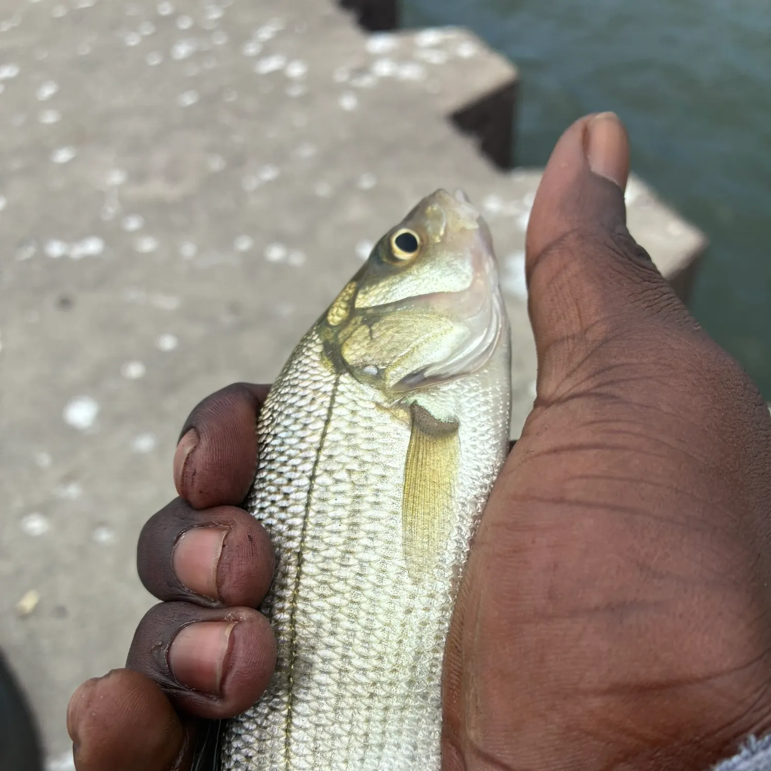 The most recent White perch catches on Fishbrain