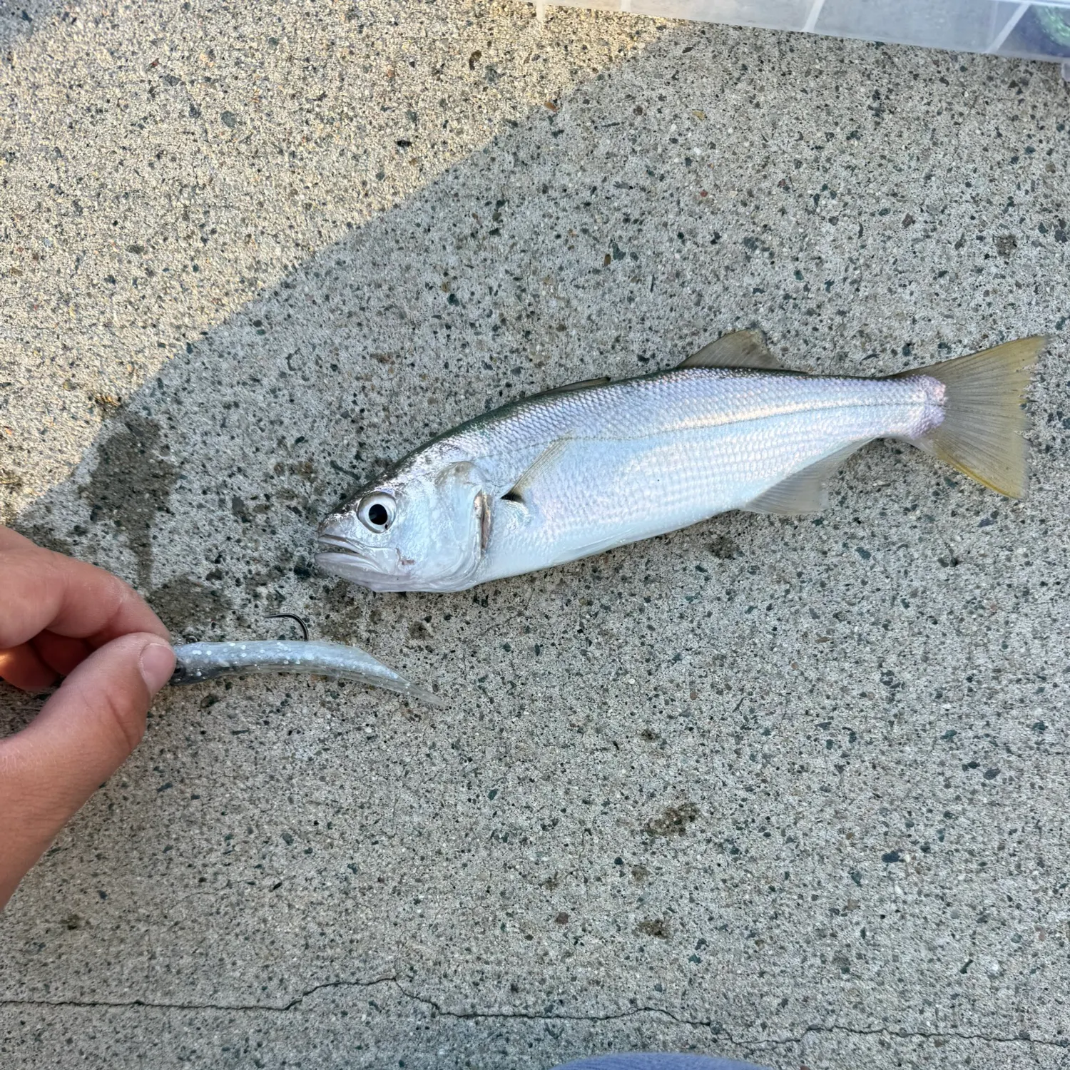 The most recent Queenfish catches on Fishbrain