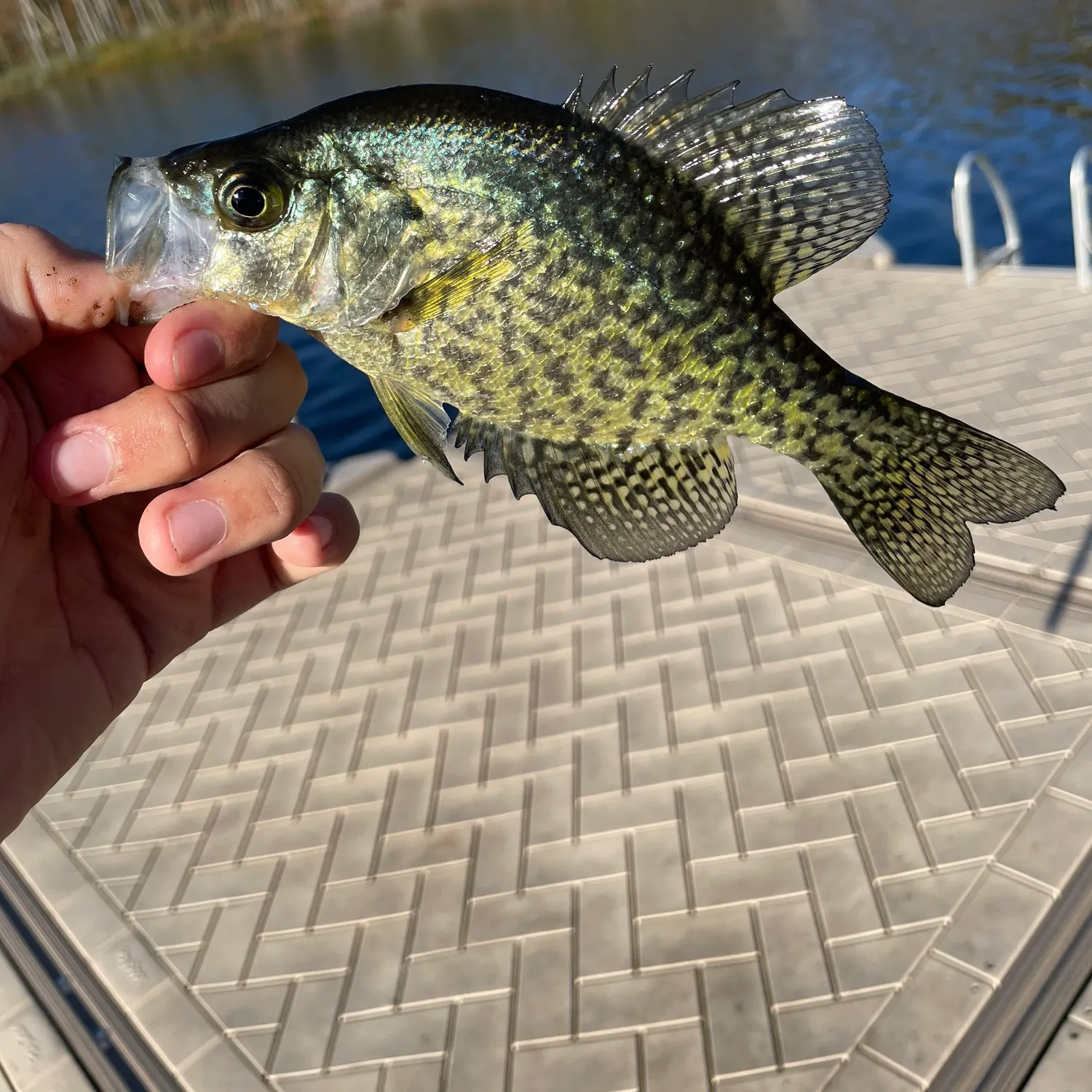 Black crappie caught on Fishbrain
