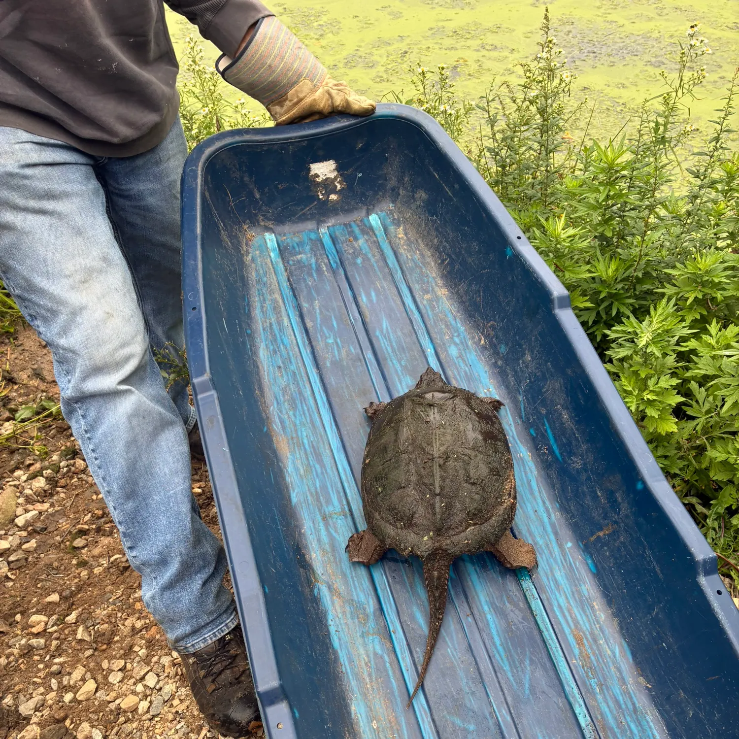 Common snapping turtle caught on Fishbrain