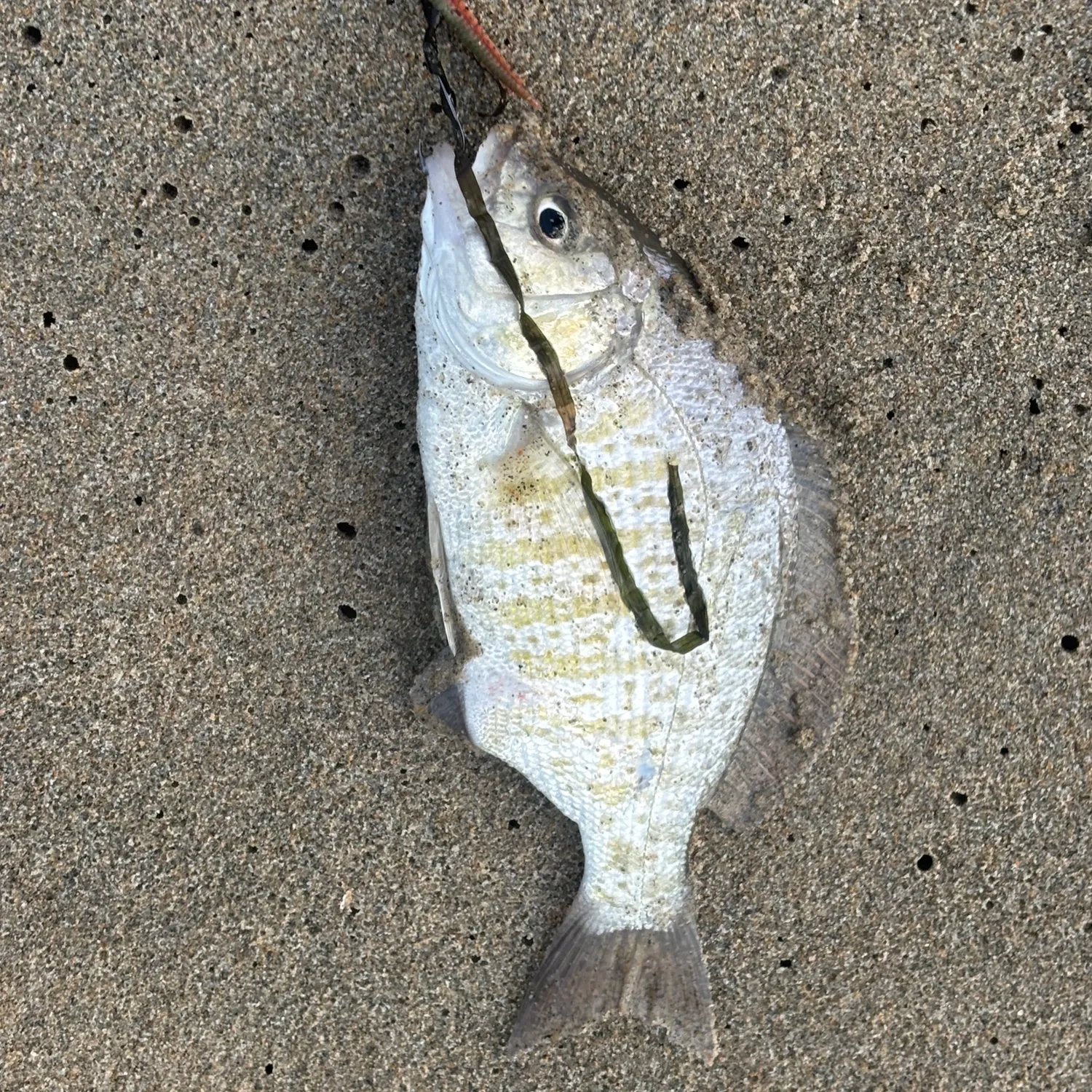 The most recent Barred surfperch catches on Fishbrain