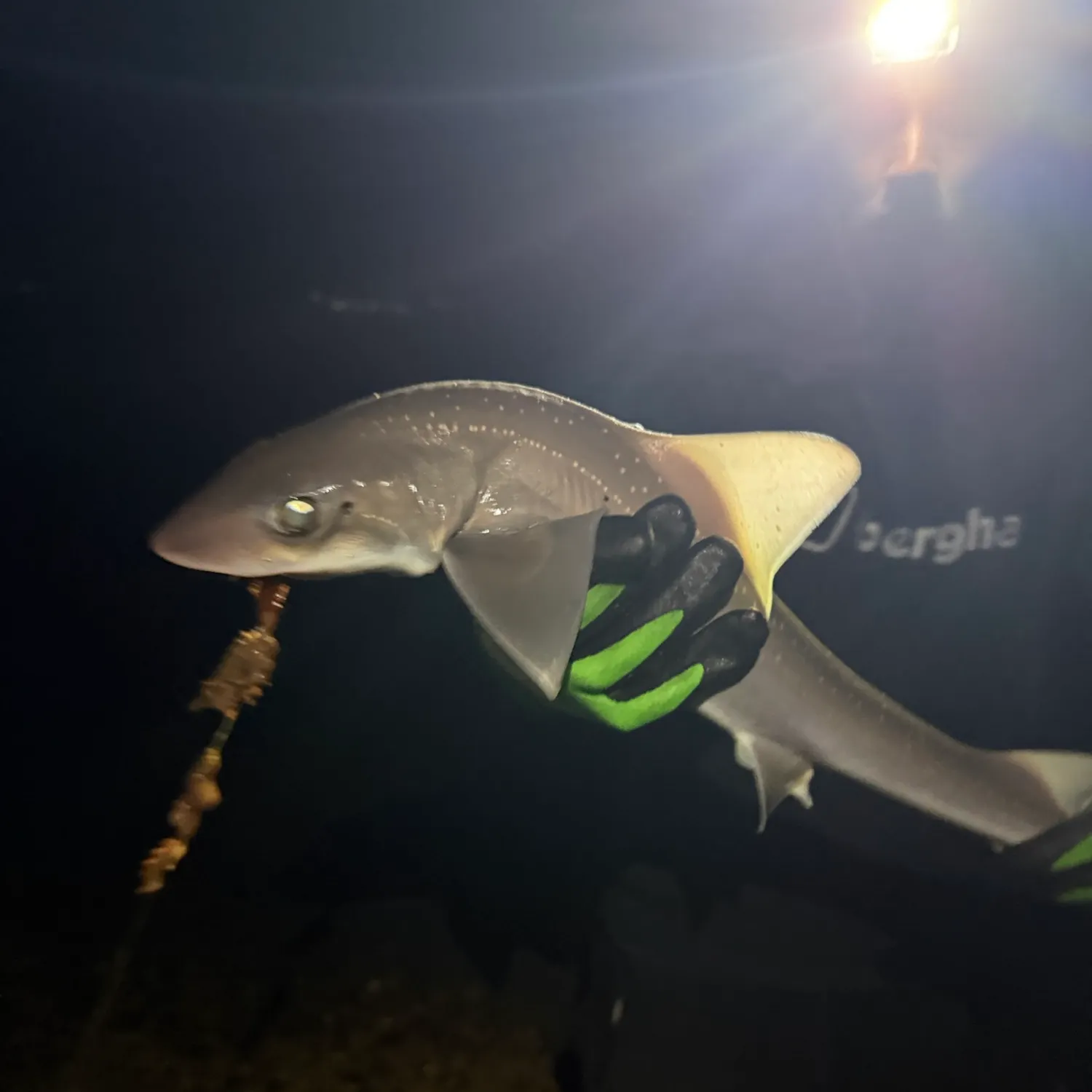 The most recent Common smooth-hound catches on Fishbrain