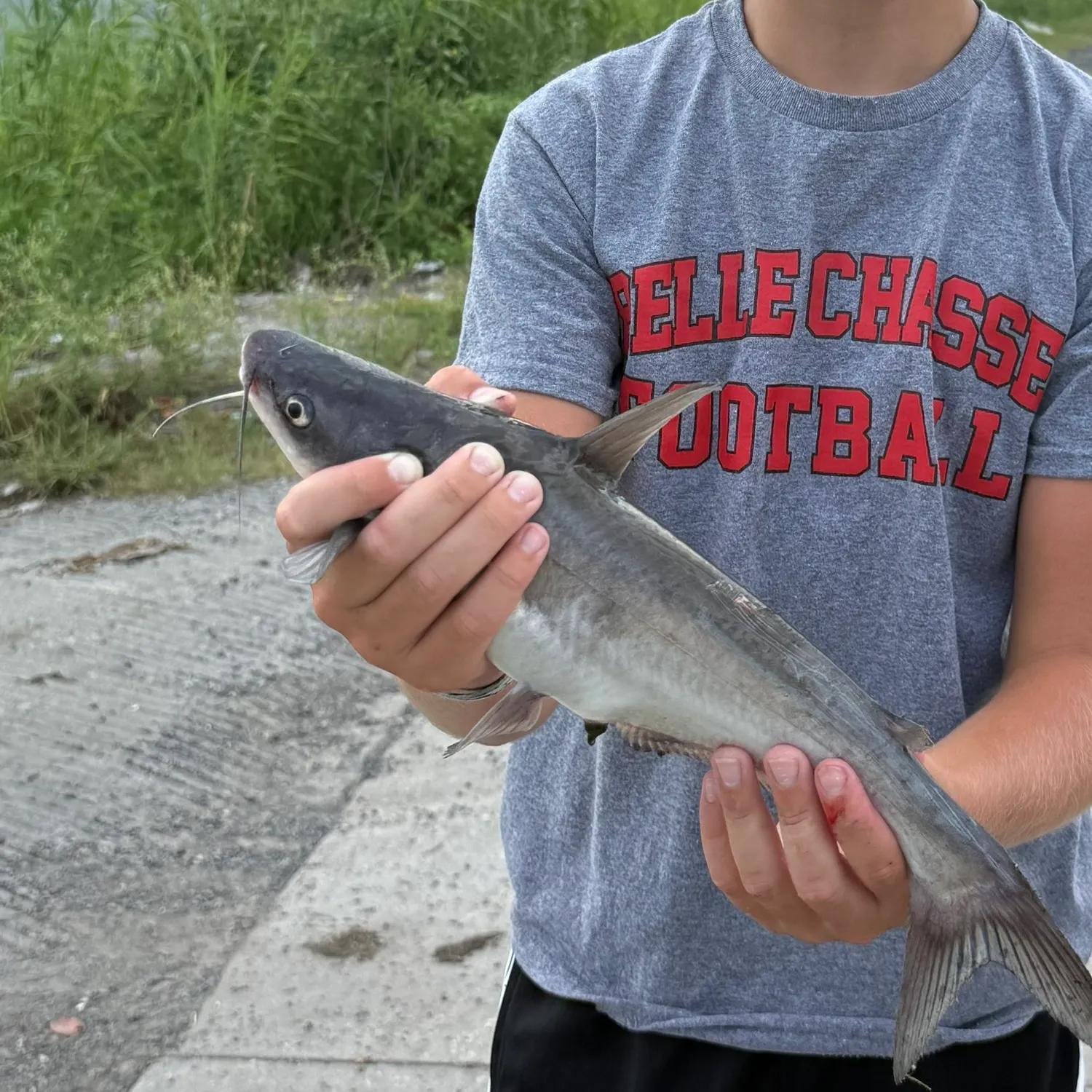 The most recent Blue catfish catches on Fishbrain